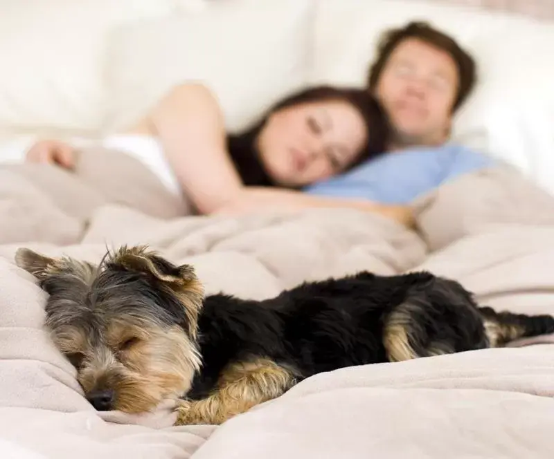 Pets, Bed in Ocean Star Inn Pets, Bed in Ocean Star Inn