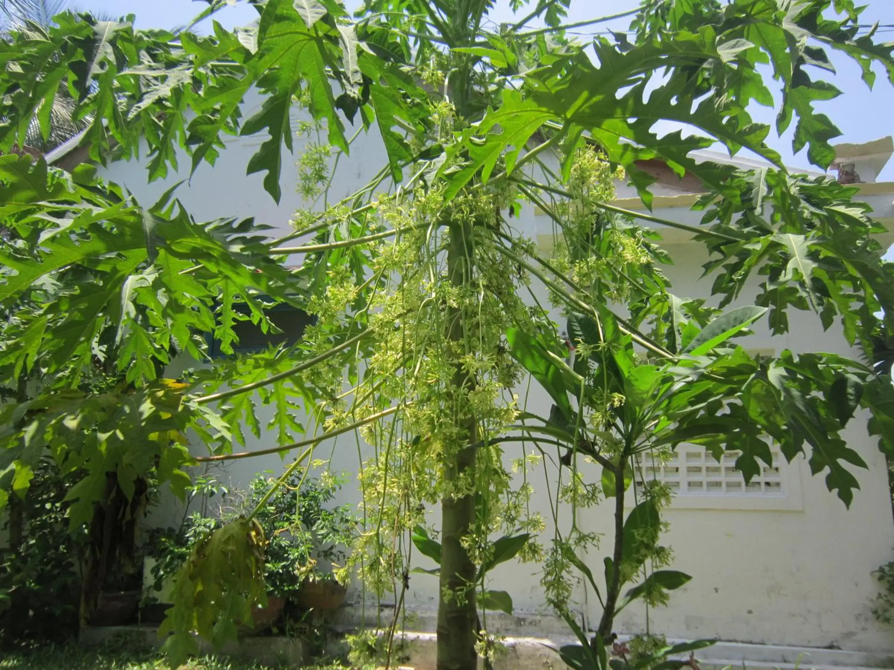 Garden in Local Beach Homestay