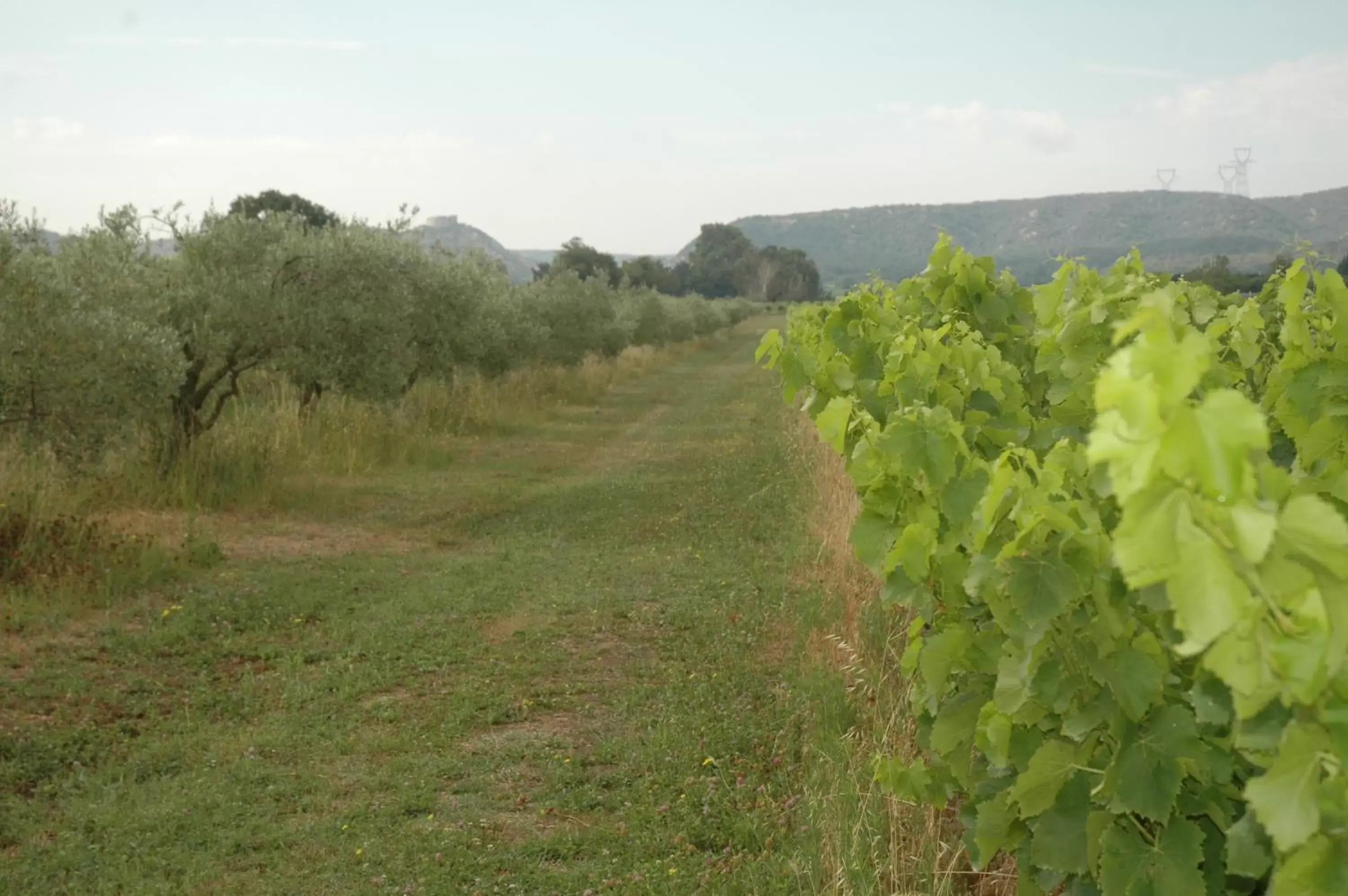 Natural landscape in Domaine de Sévanes