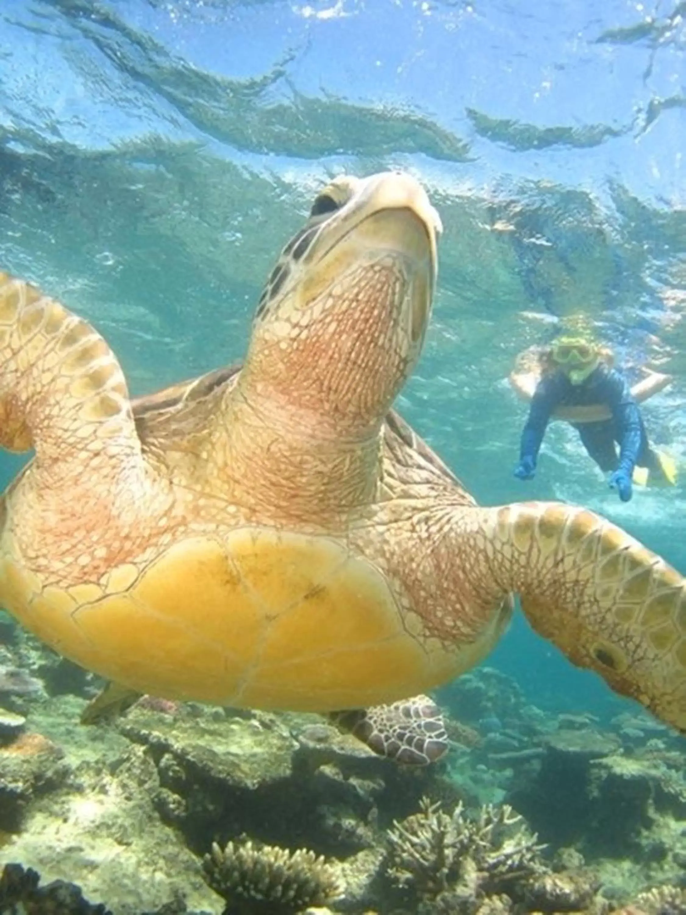 Snorkeling, Other Animals in Port Douglas Retreat