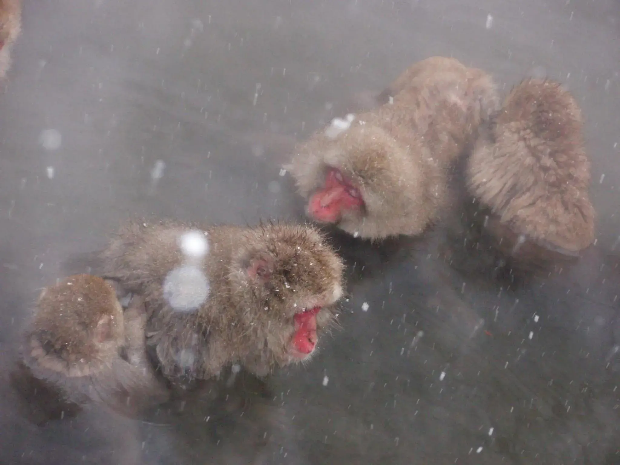 Other, Other Animals in Shibu Onsen Sakaeya