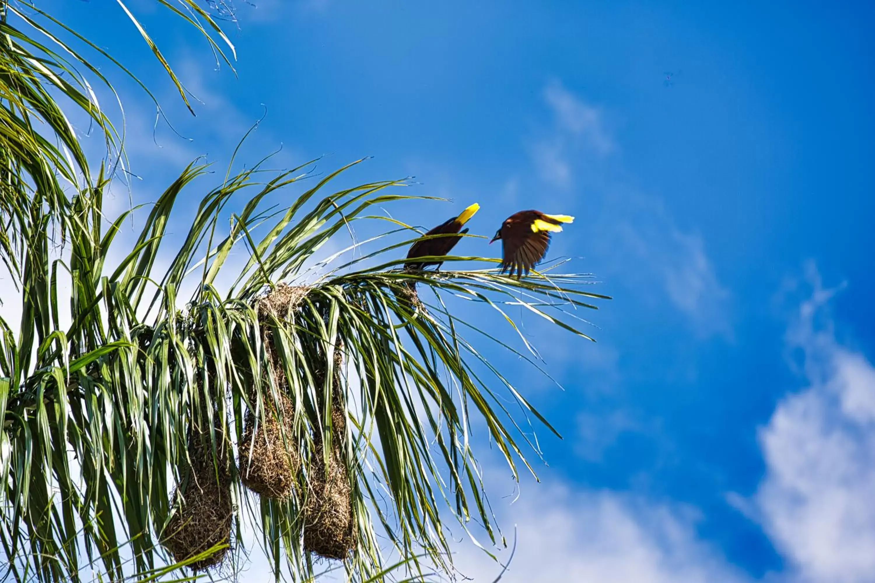 Other Animals in Hotel Villa Zurqui