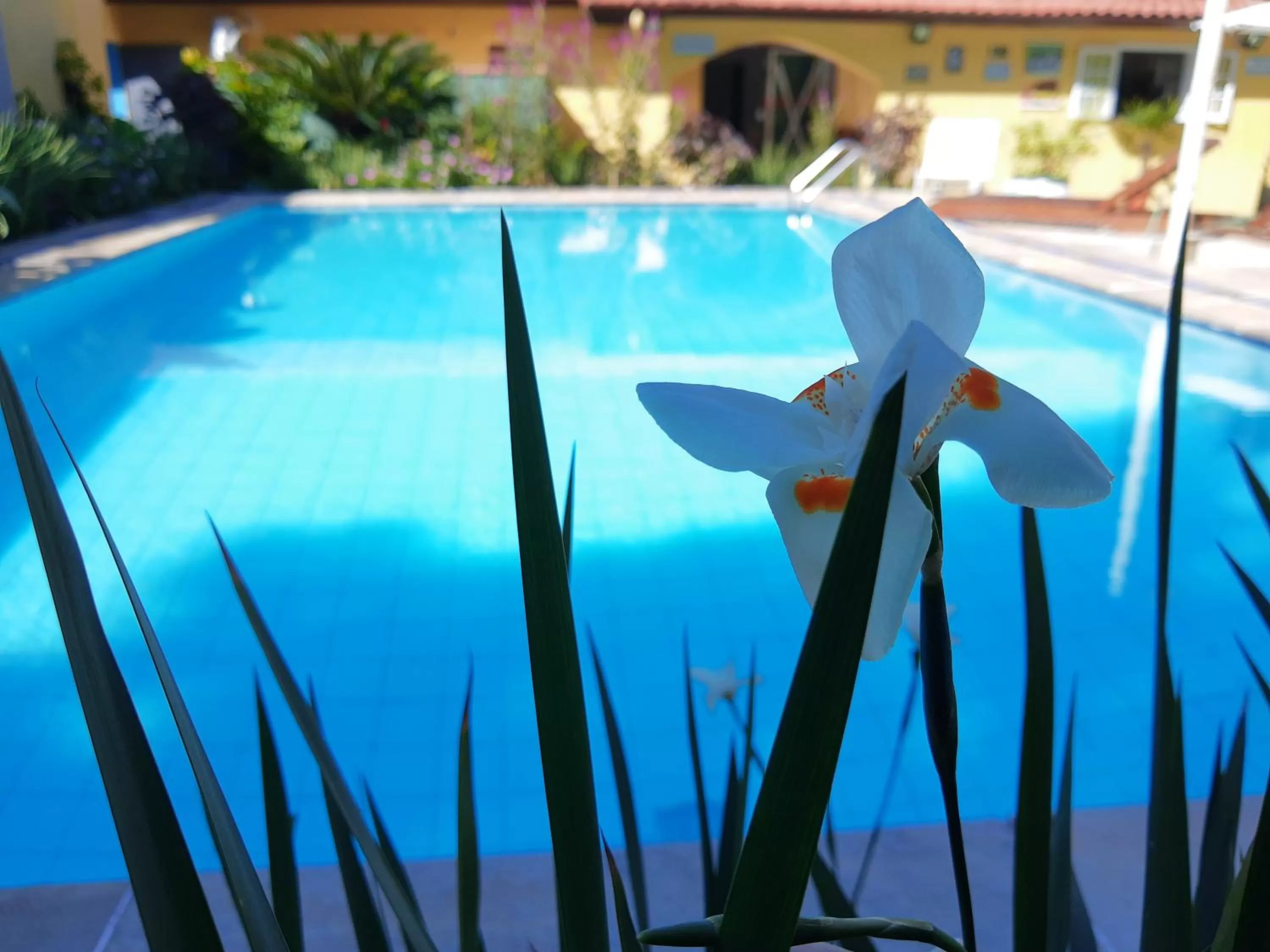 Pool view in Pousada Viva Ubatuba