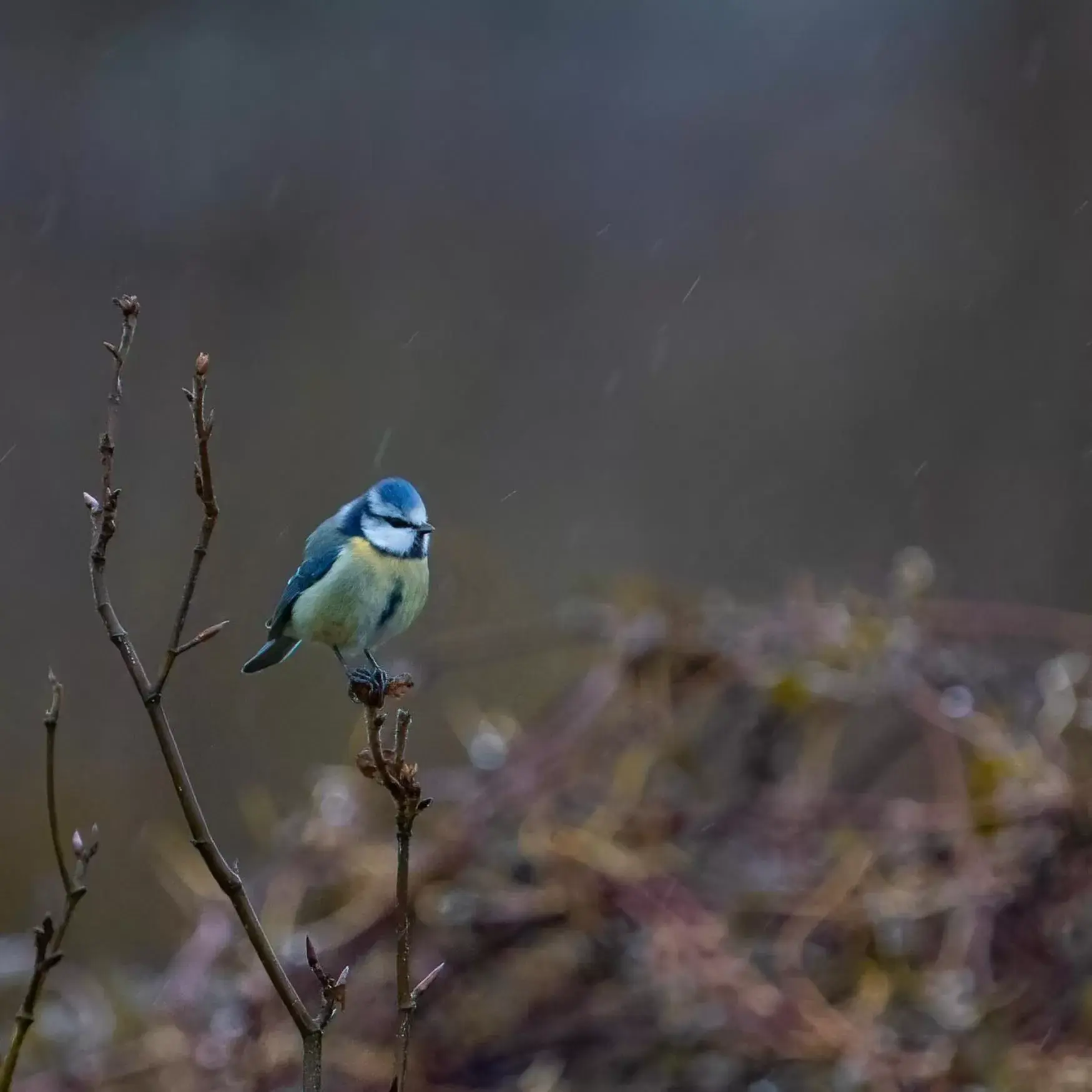 Autumn, Other Animals in Retreat at The Knowe Auchincruive Estate