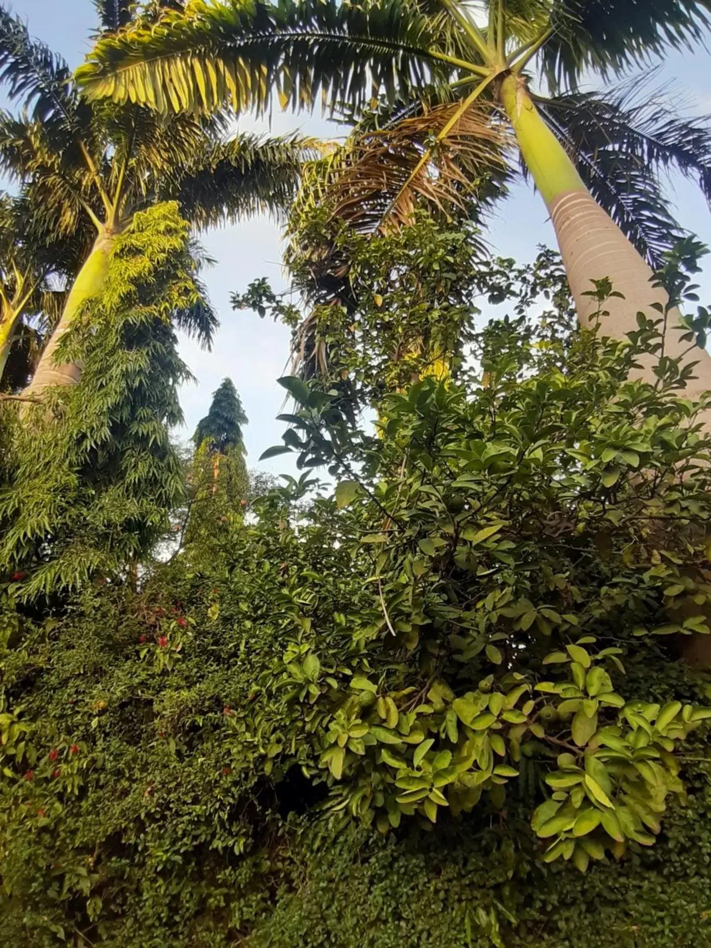 Garden in Korona House Hotel