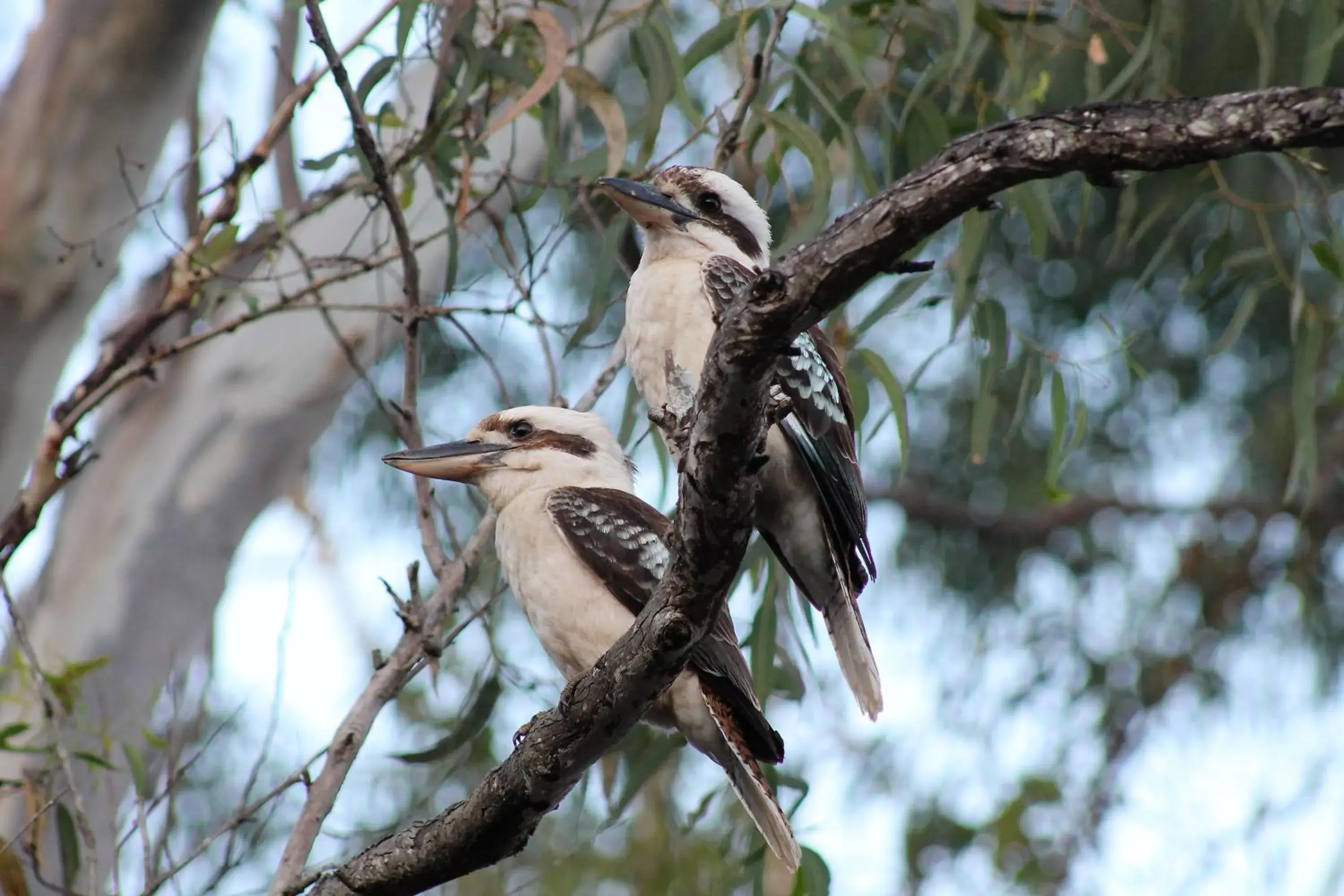 Animals, Other Animals in Airlie Beach Eco Cabins - Adults Only