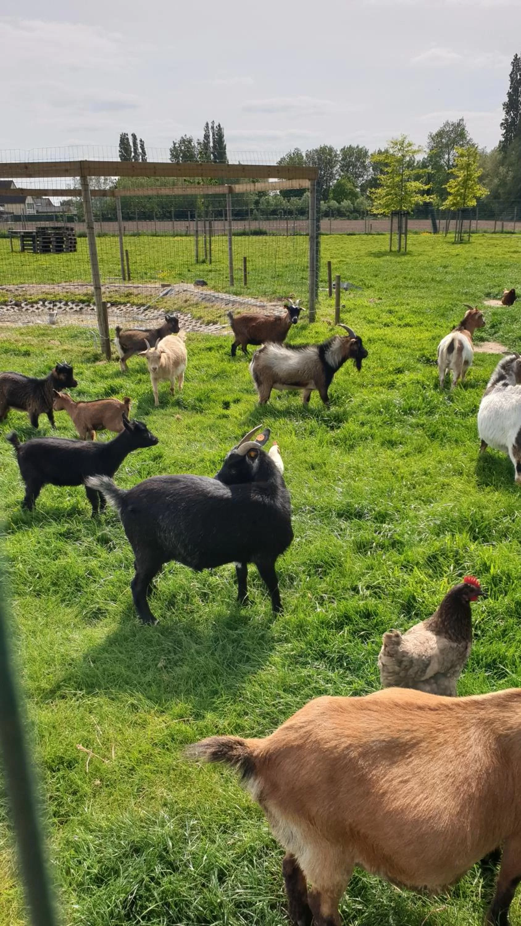Garden in B&B 't Meesterhof