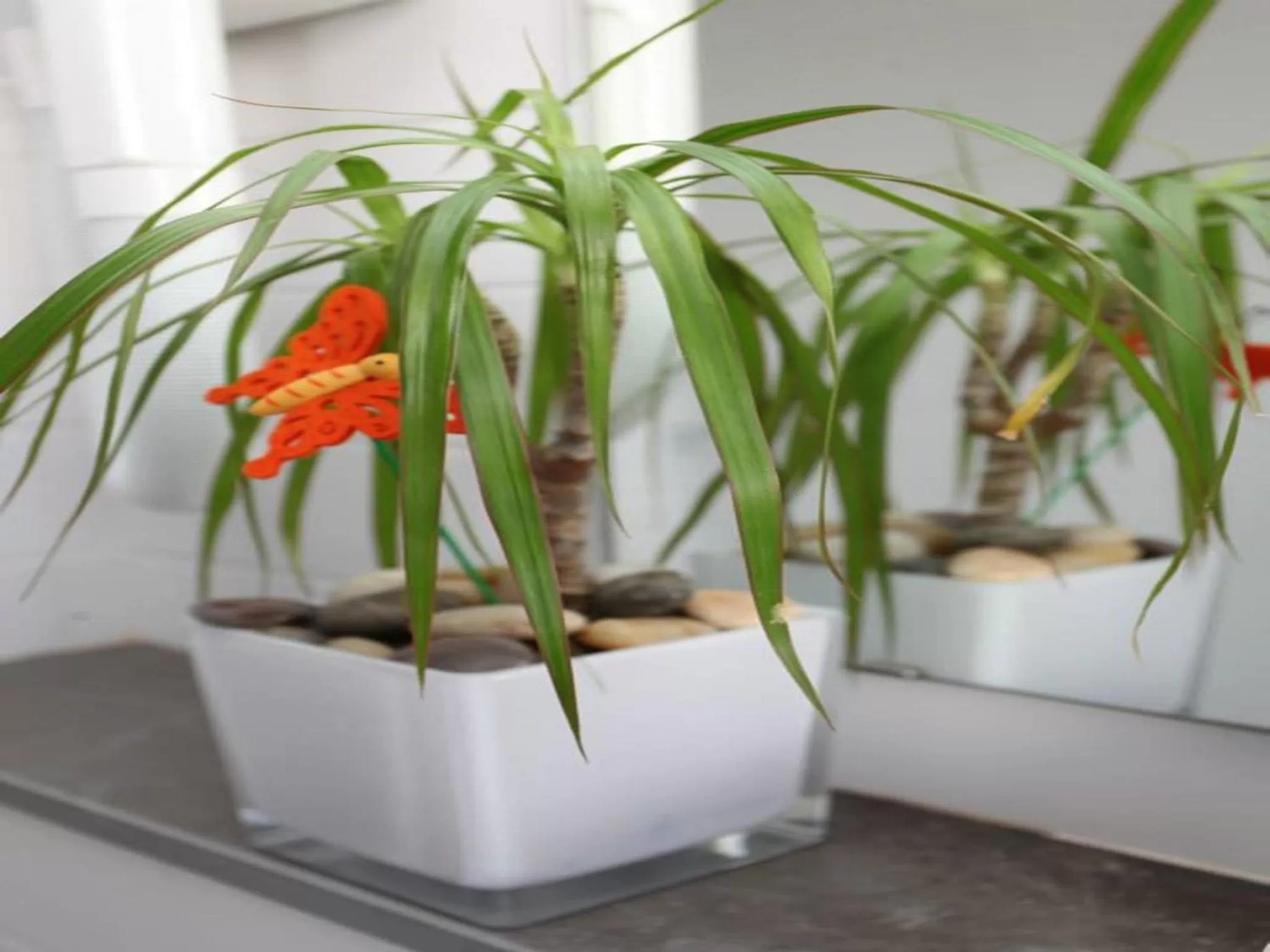 Decorative detail in Le Corail Suites Hotel