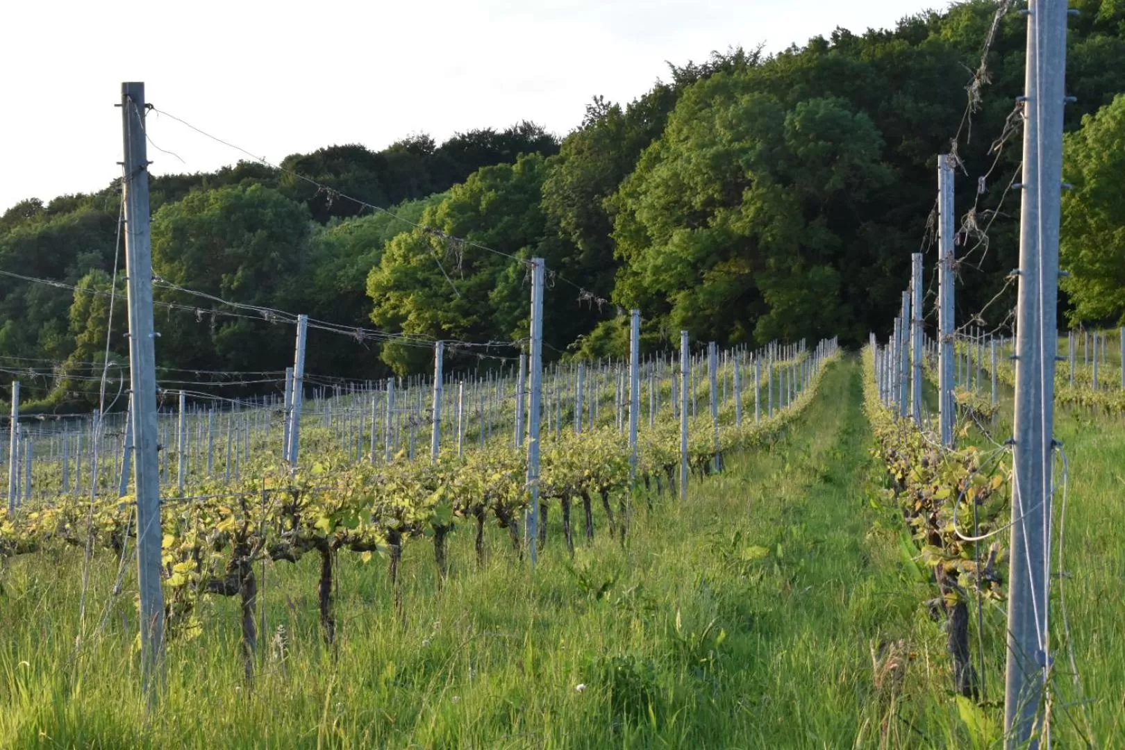 Wijndomein Zwaeneberg