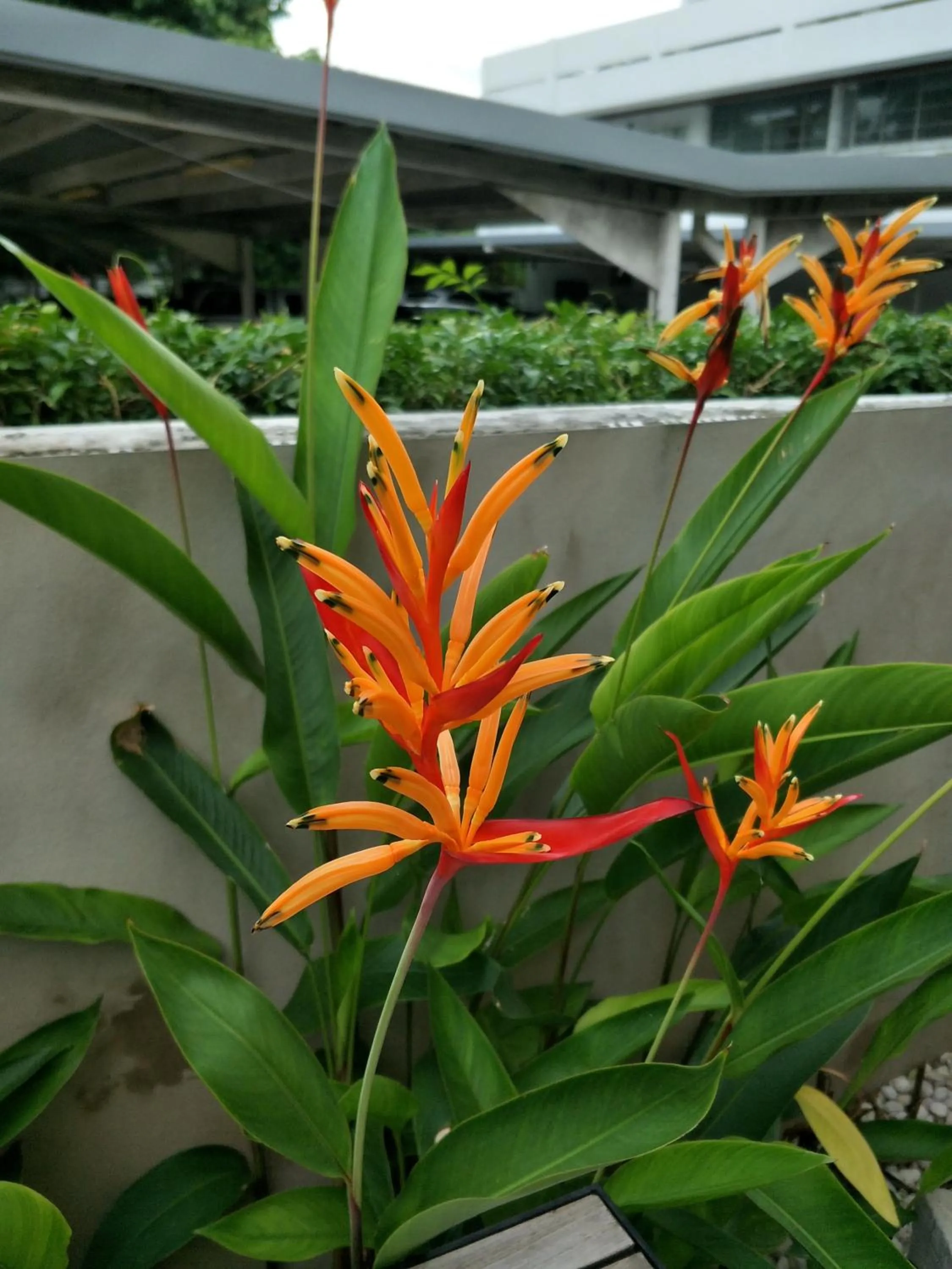 Garden in The Signature Hotel @ Thapae