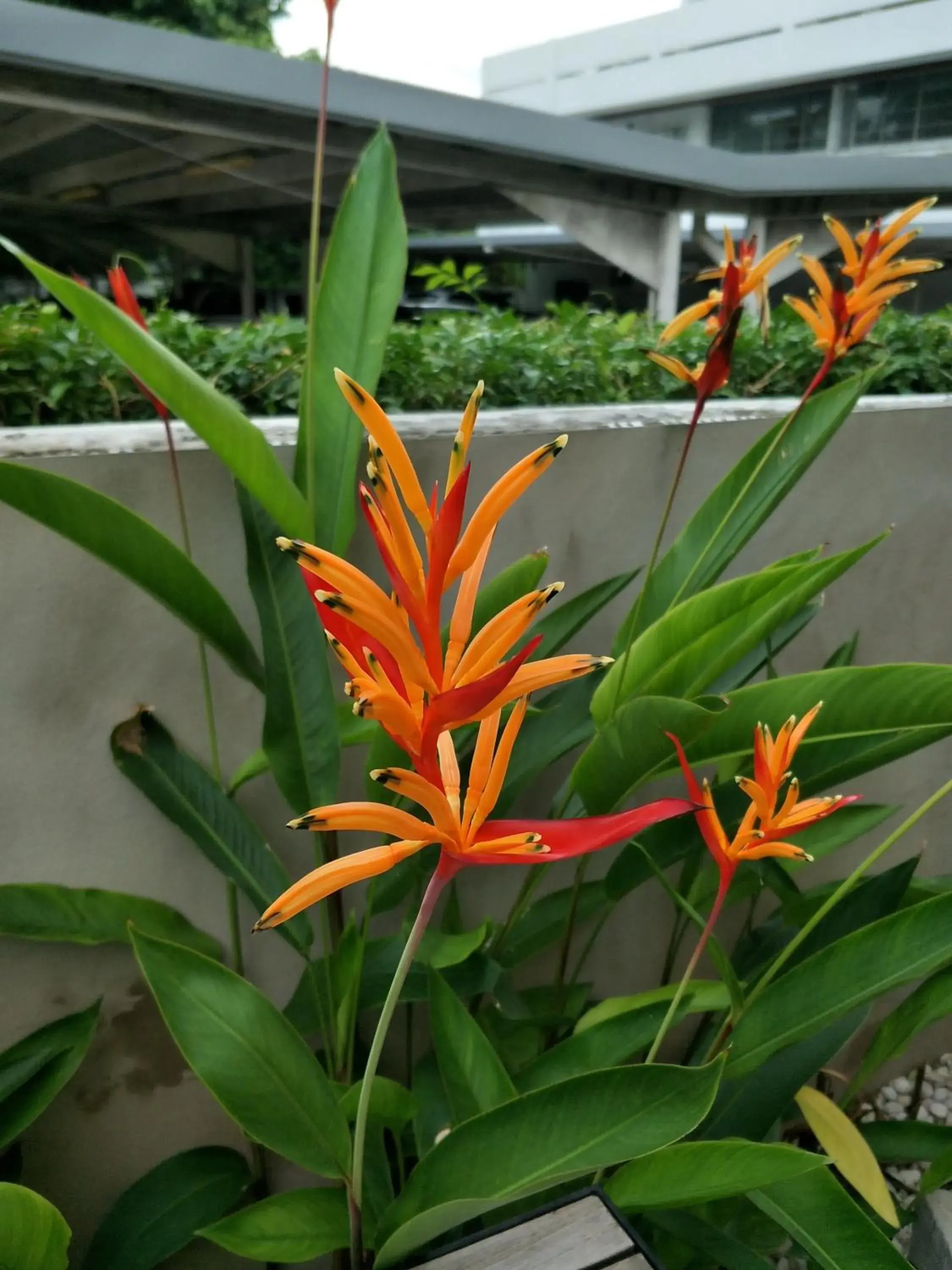 Garden in The Signature Hotel @ Thapae