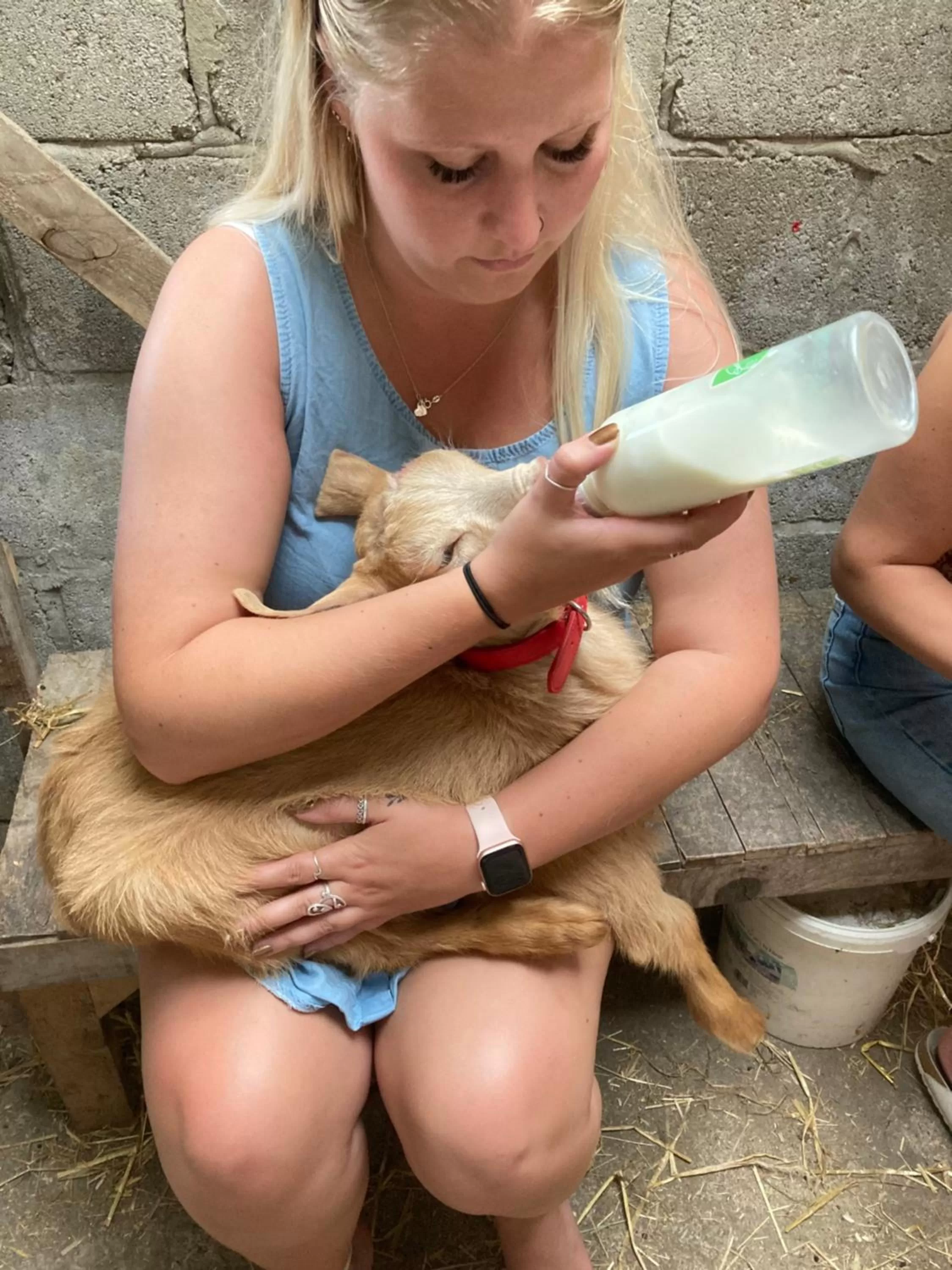 Animals, Children in Higher Trenear Farm B&B