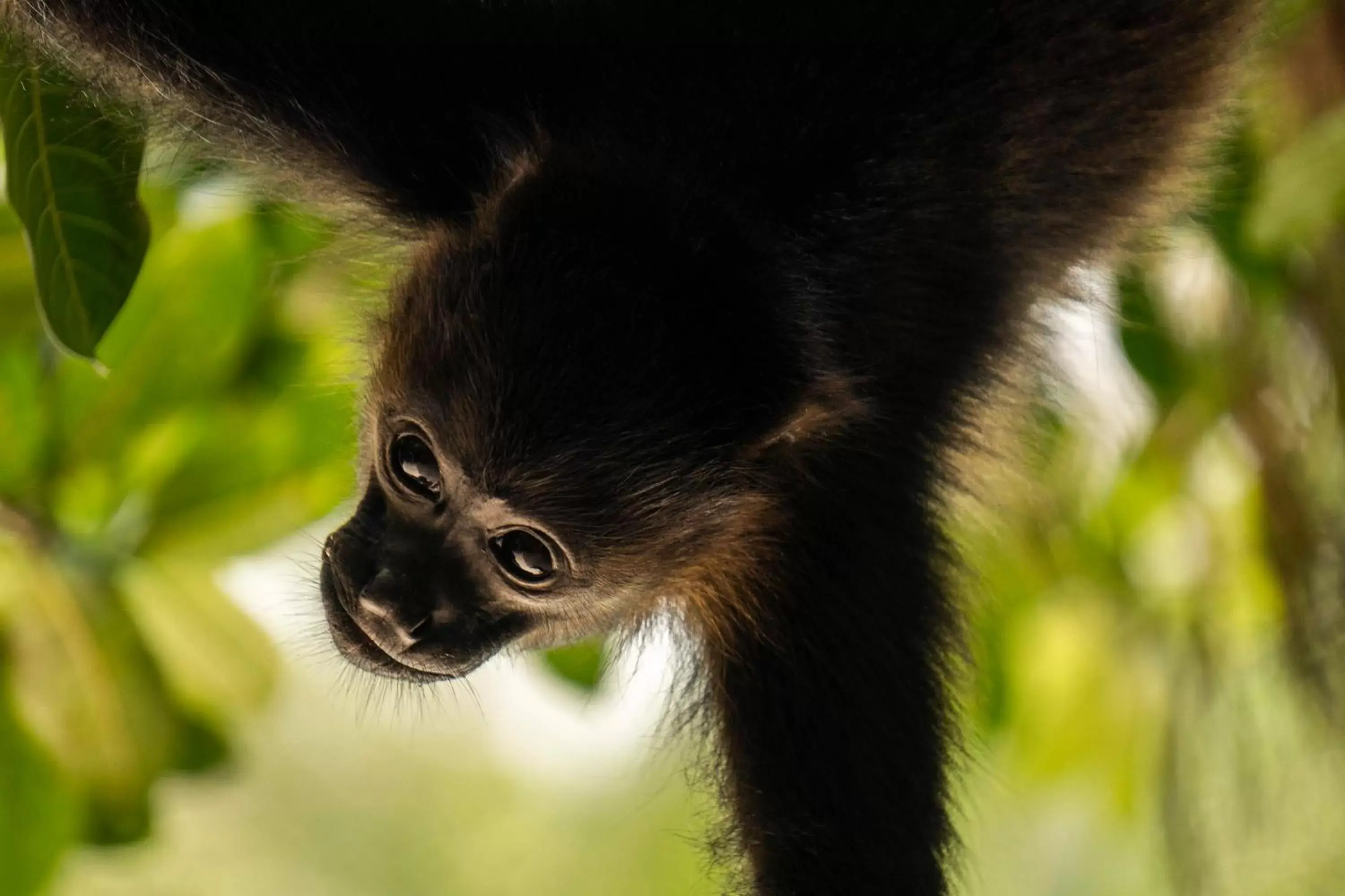 Animals, Other Animals in Capitán Suizo Beachfront Boutique Hotel