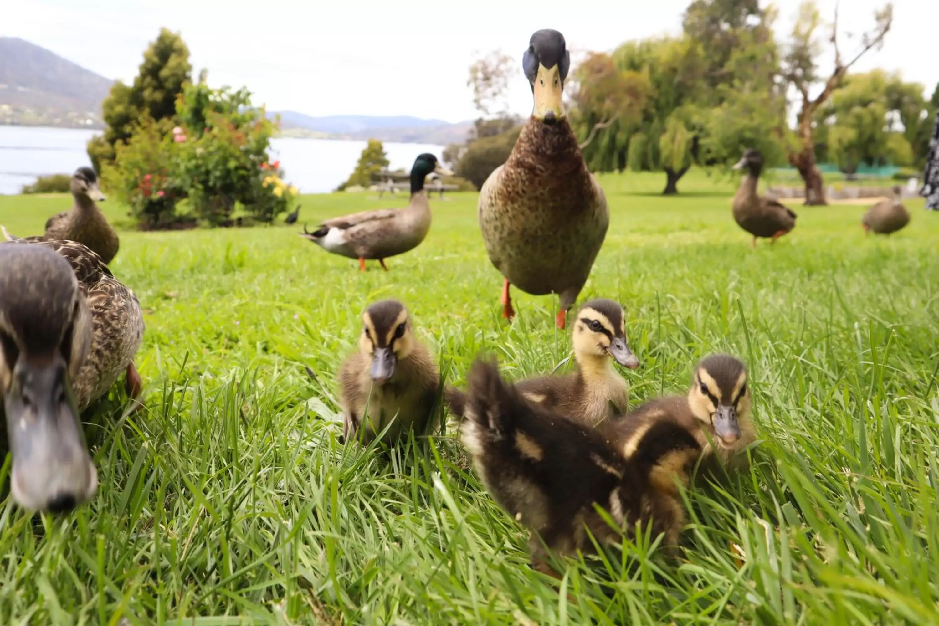 Garden, Other Animals in Riverfront Motel & Villas