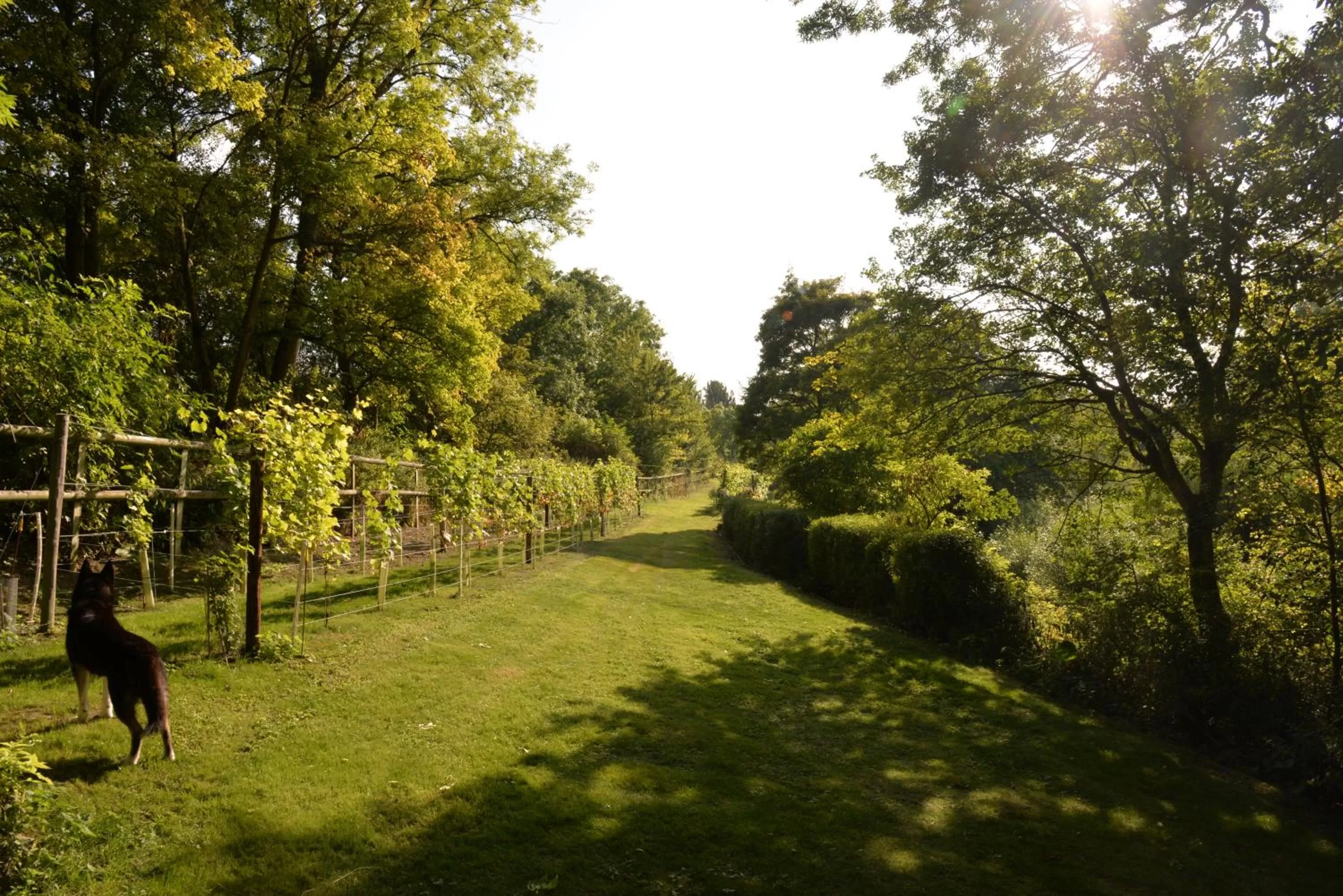Spring, Garden in Thatchcombe B&B