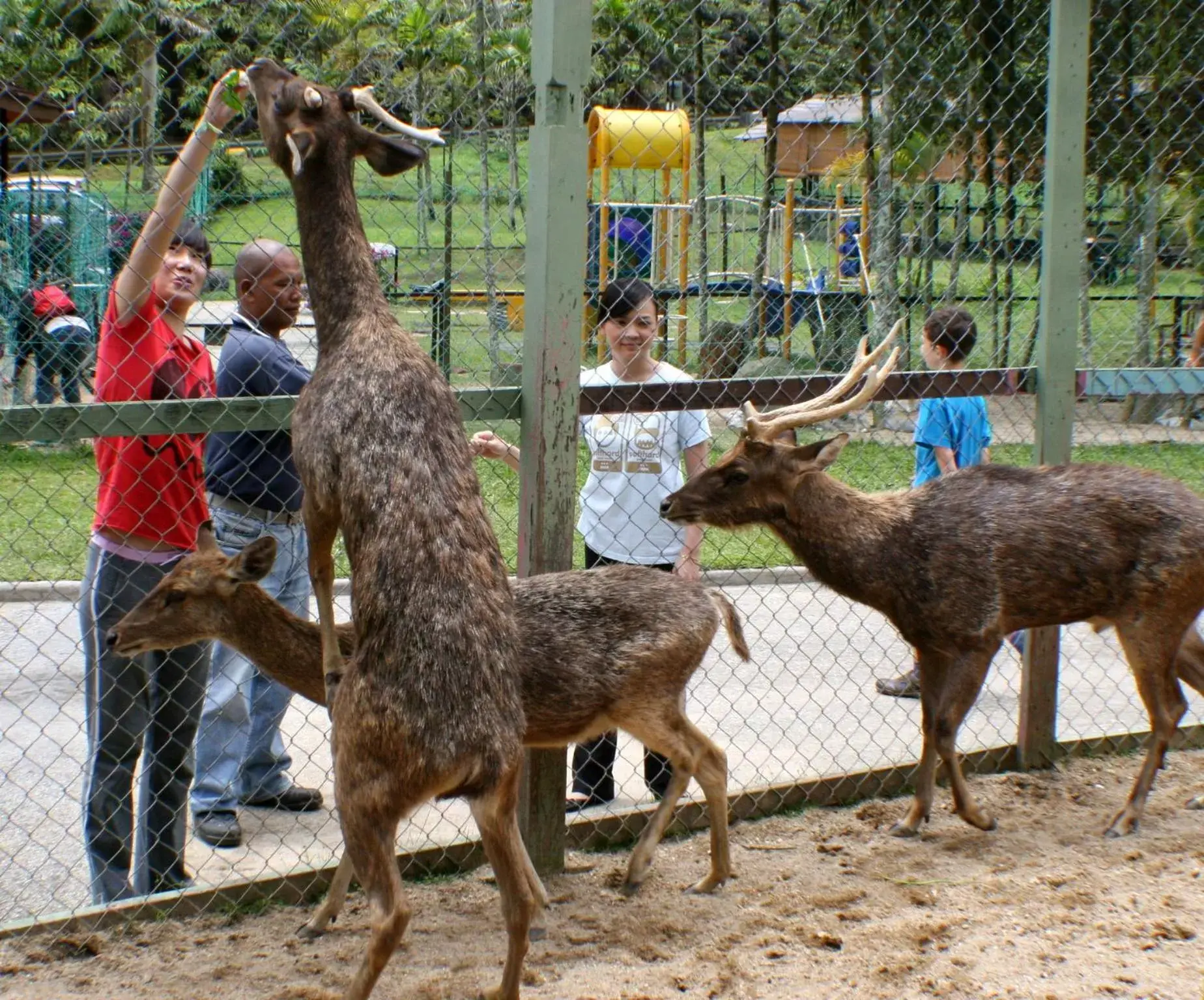 People, Other Animals in Colmar Tropicale