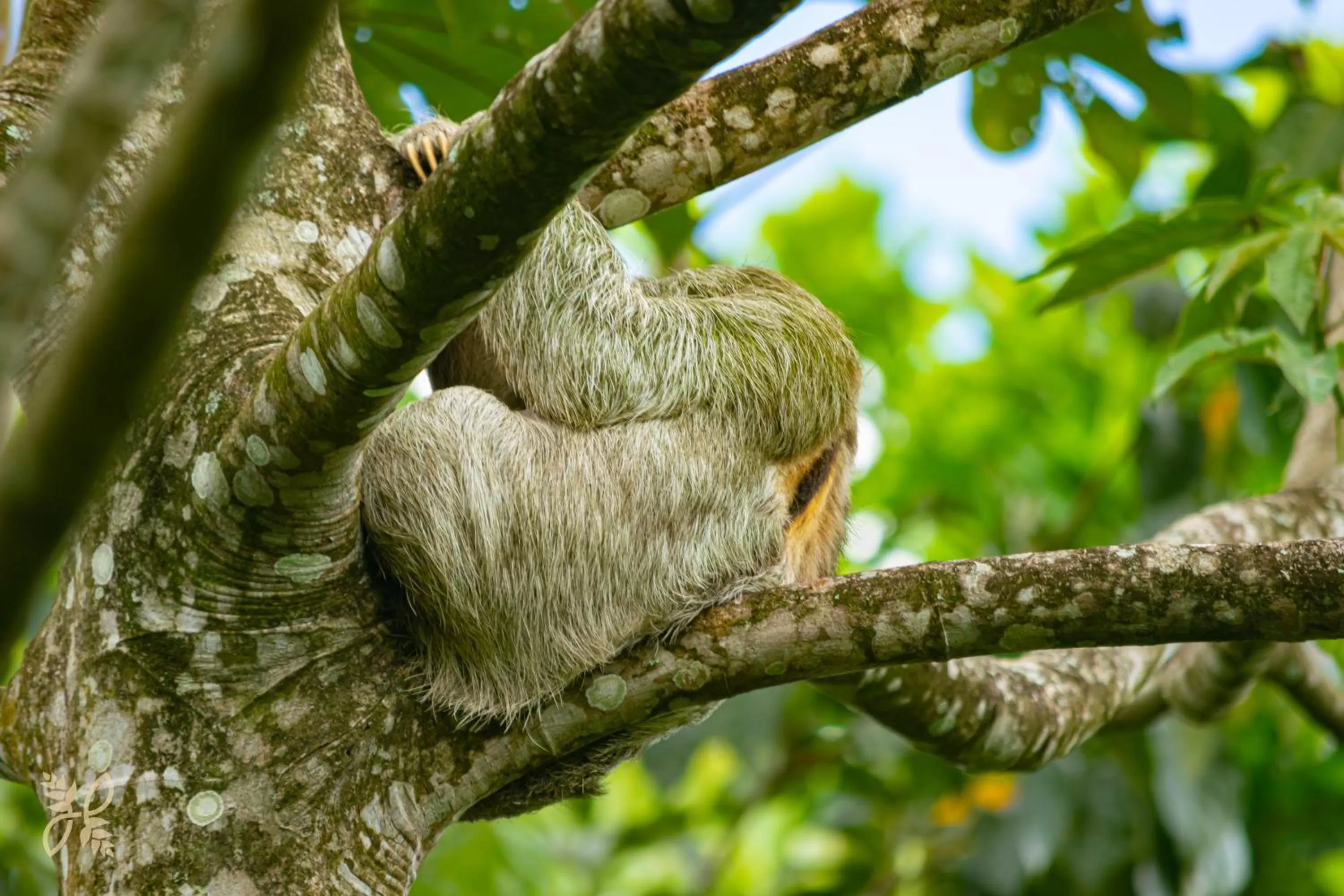 Animals in Hotel Heliconias Nature Inn & Hot Springs