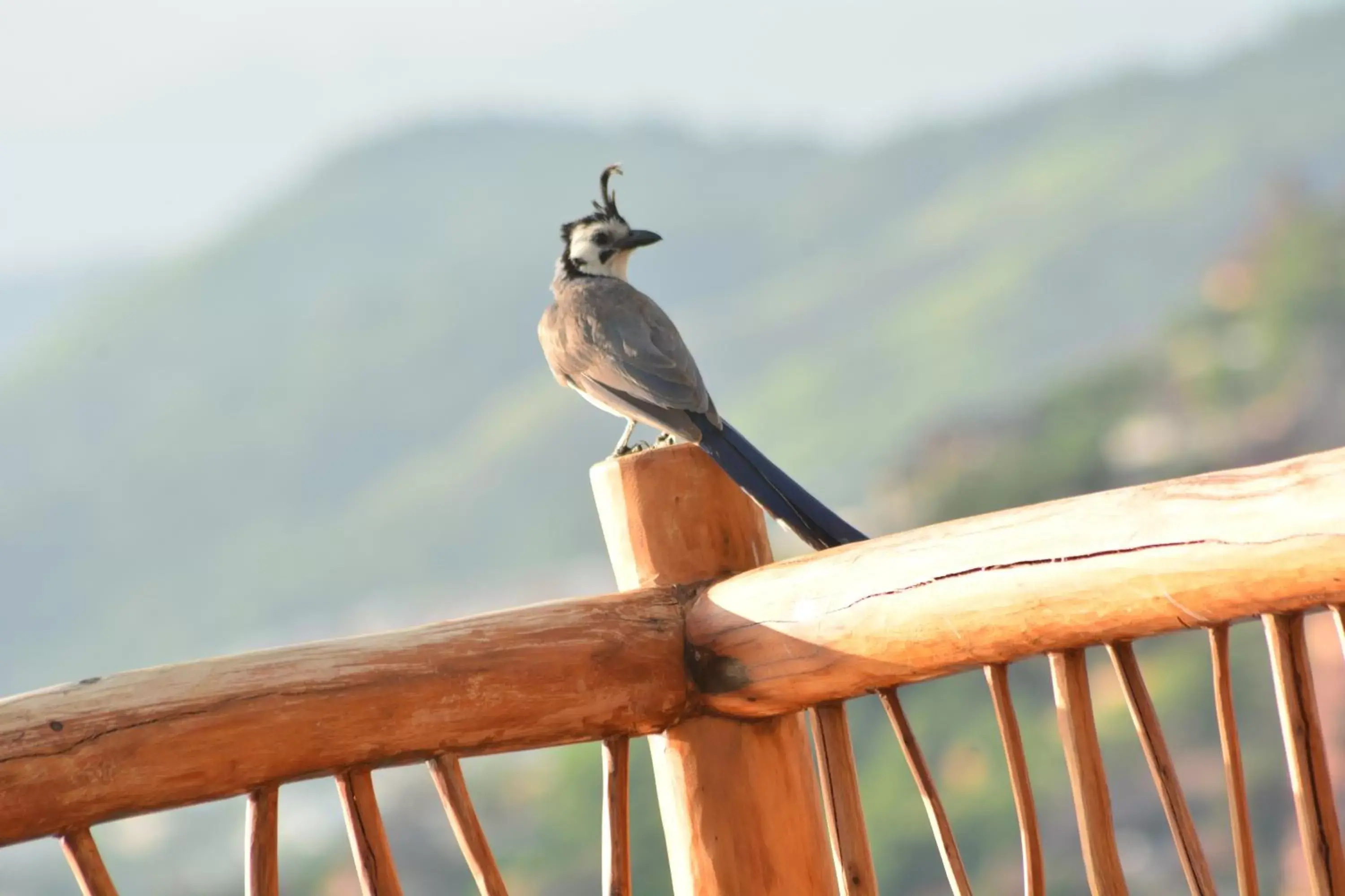 Animals, Other Animals in Pacifica Resort Ixtapa