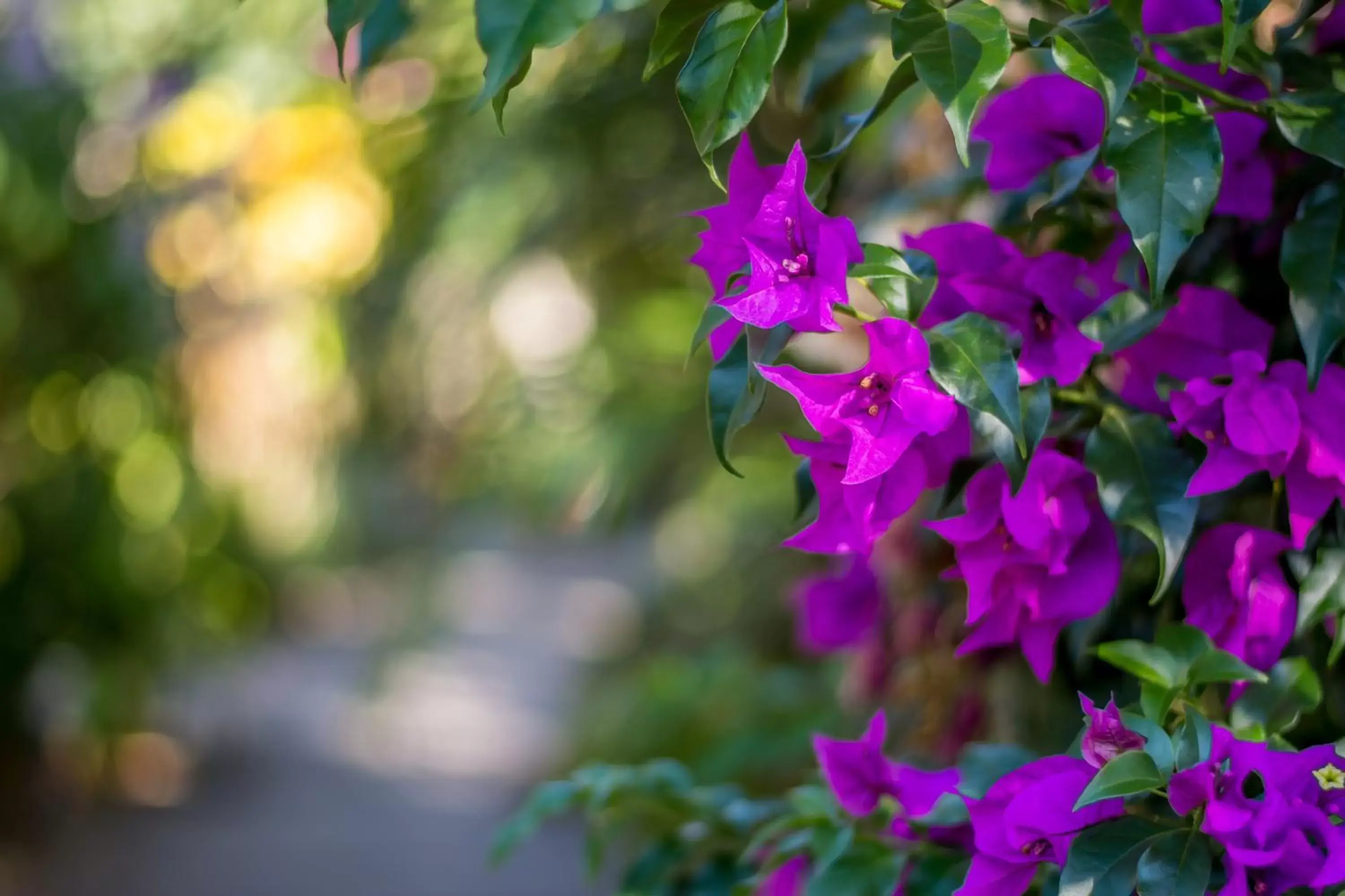 Garden in Hotel Colinas del Sol