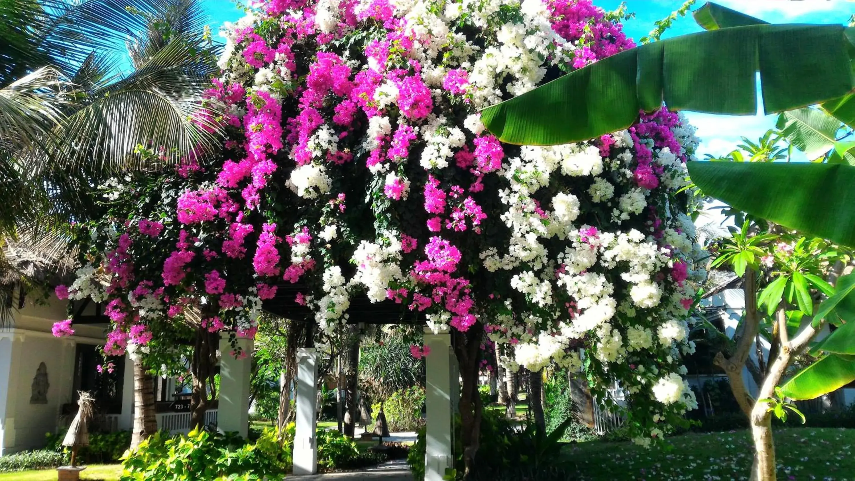 Garden view, Garden in Muine Bay Resort