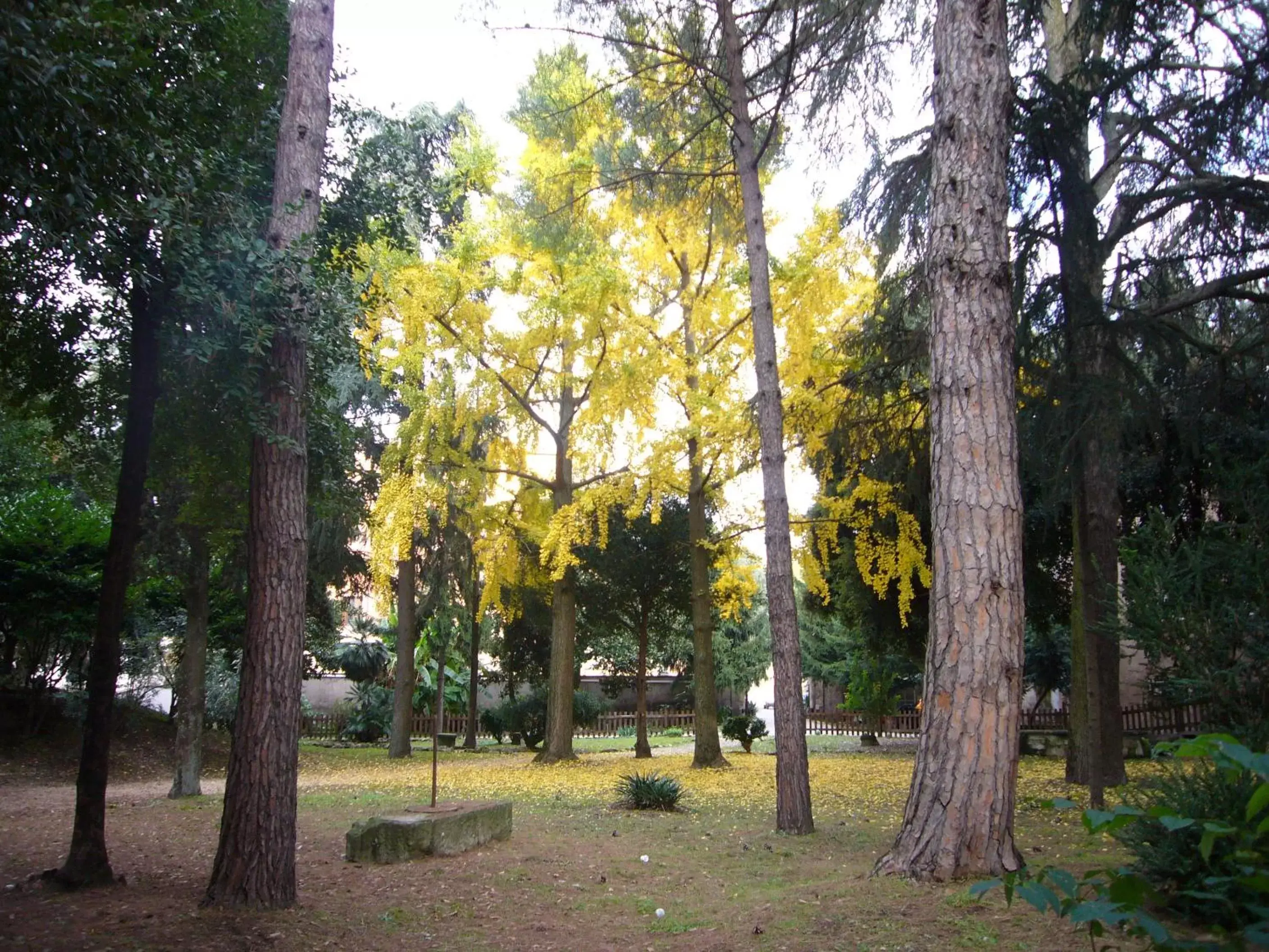 Garden in Villa Altieri