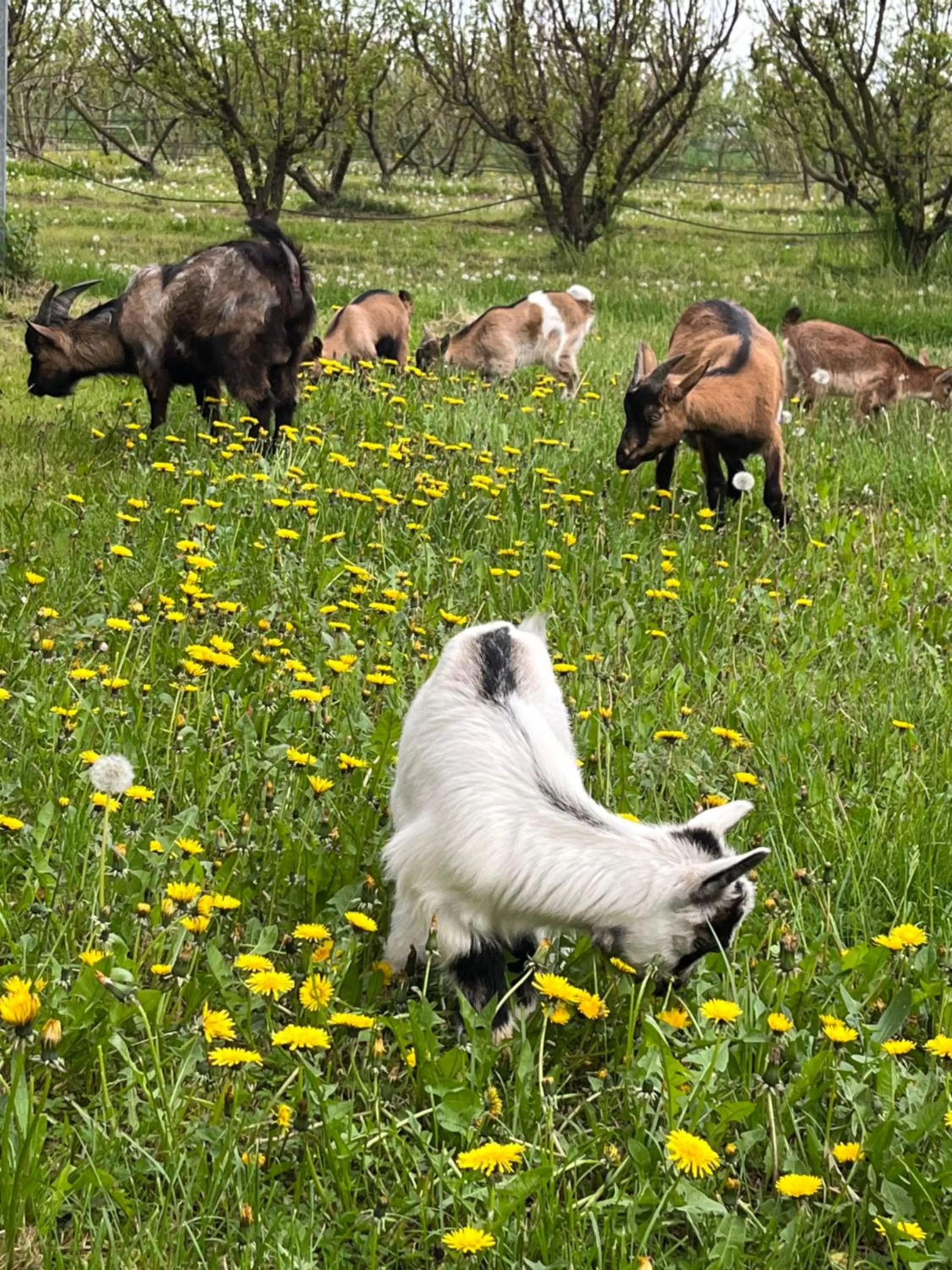 Animals in Agriturismo Porcaloca