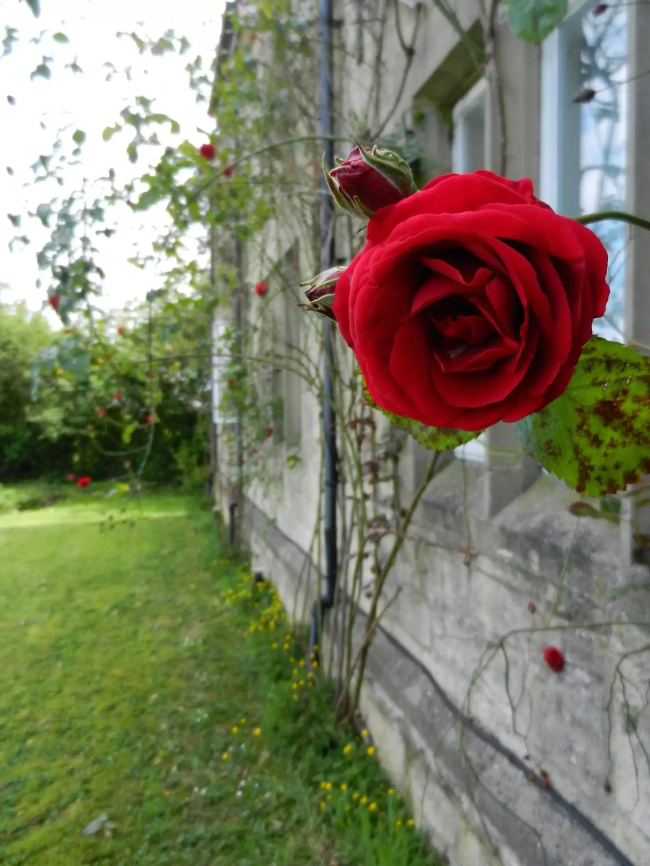 Facade/entrance, Garden in Schoolhouse Restaurant and Hotel