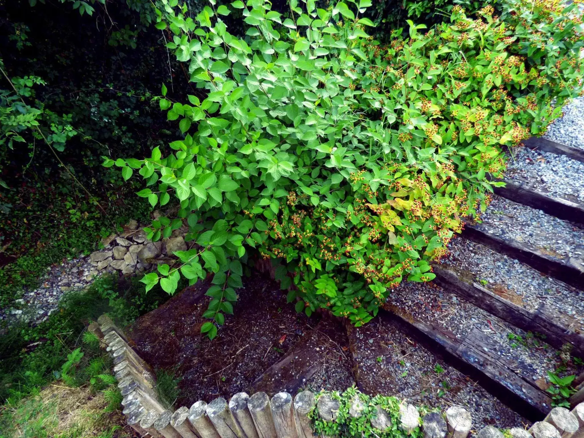 Garden, Other Animals in Ash House Bed and Breakfast