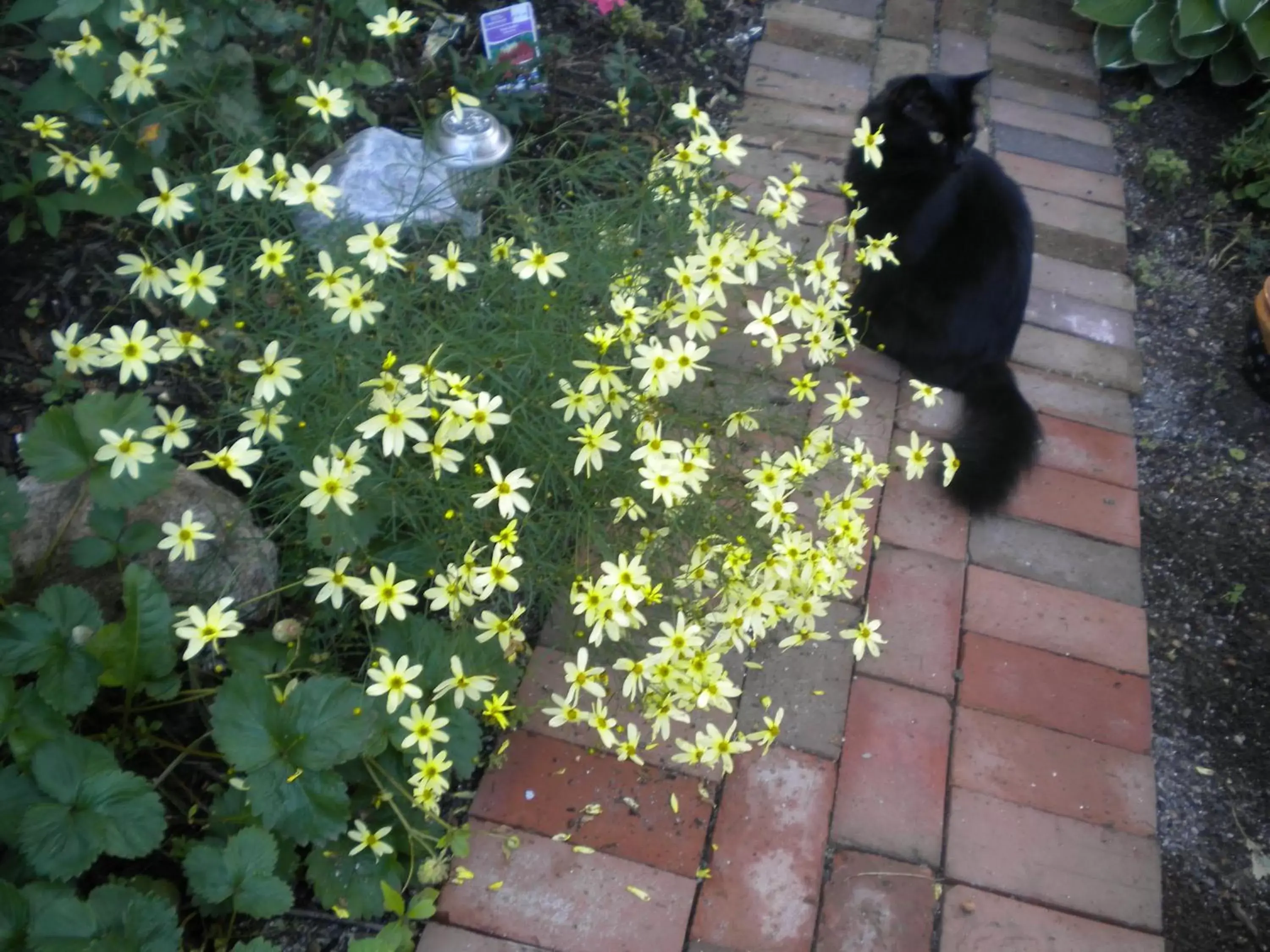 Pets in Fleetwood House Bed and Breakfast