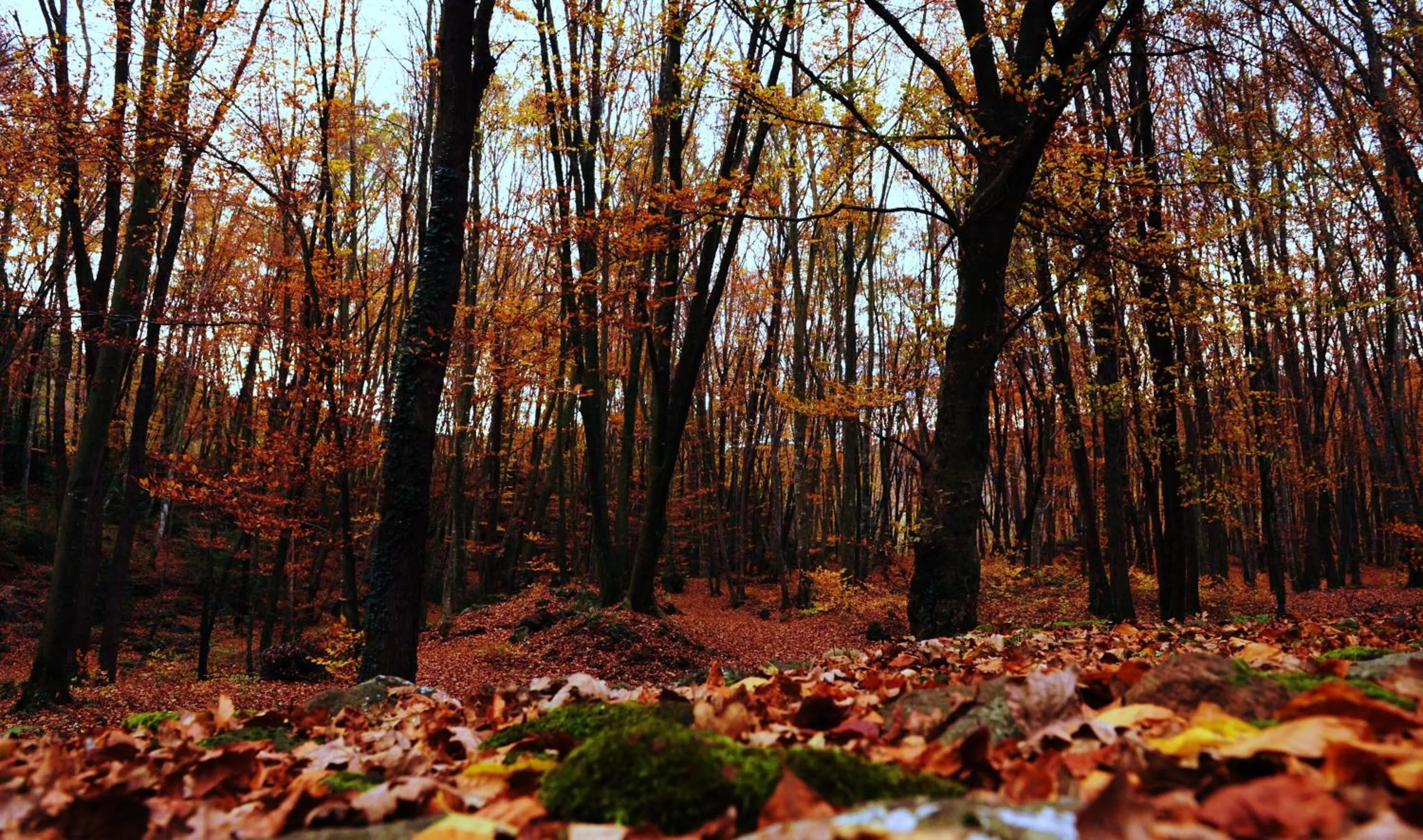Activities in Hotel Cal Sastre