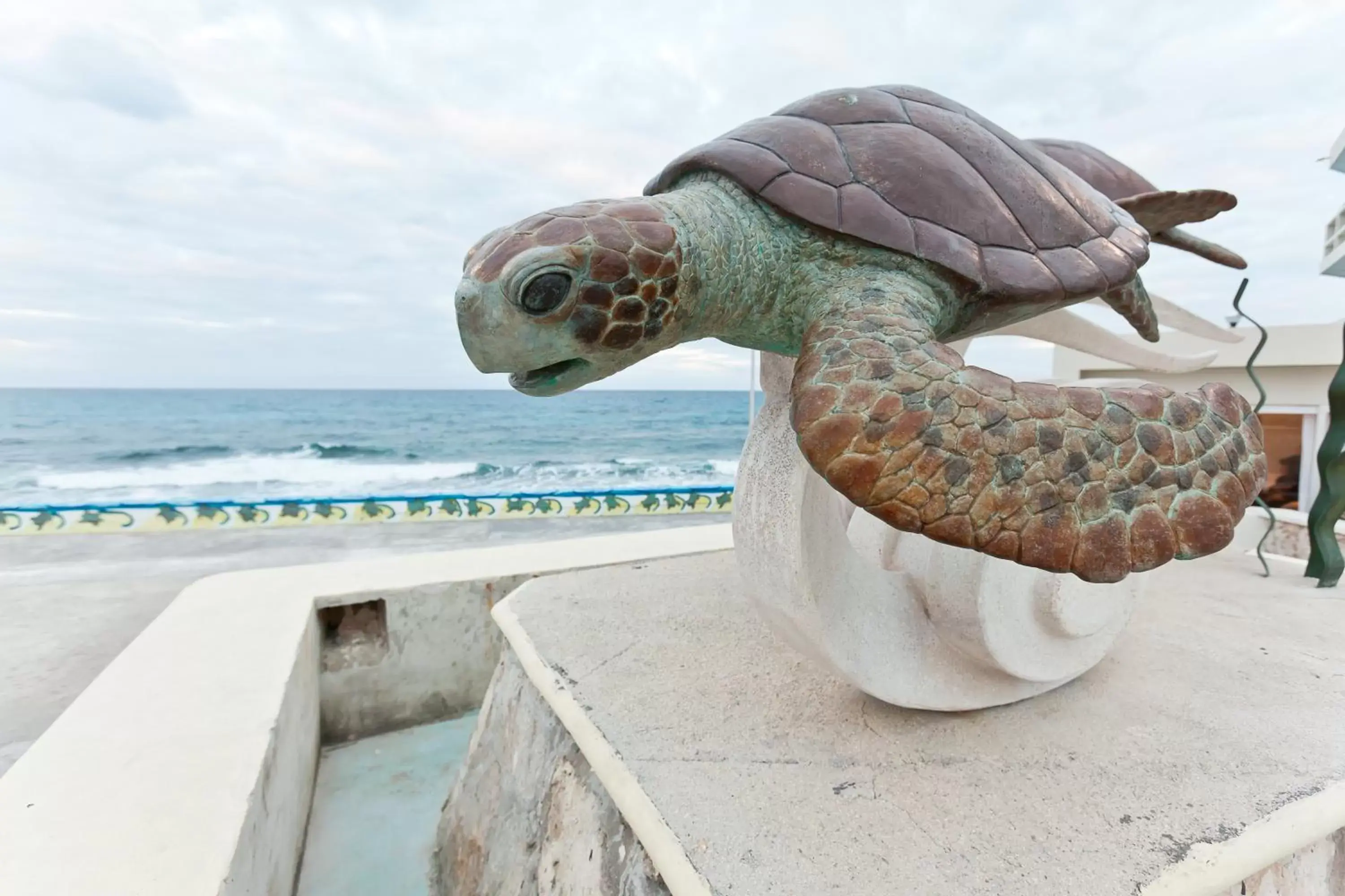 Beach, Other Animals in Rocamar Hotel Isla Mujeres