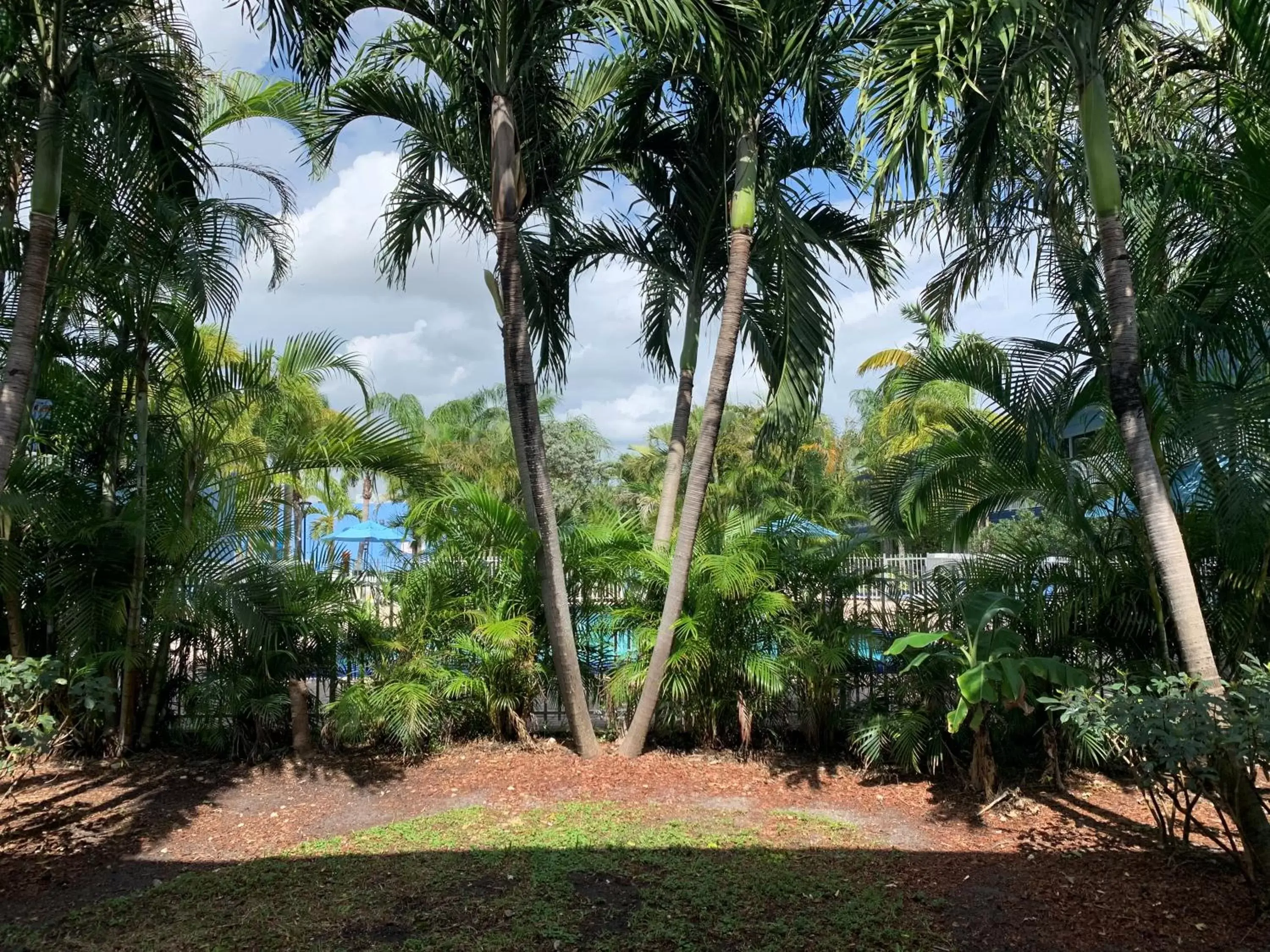 Garden in Rodeway Inn & Suites Fort Lauderdale Airport & Cruise Port