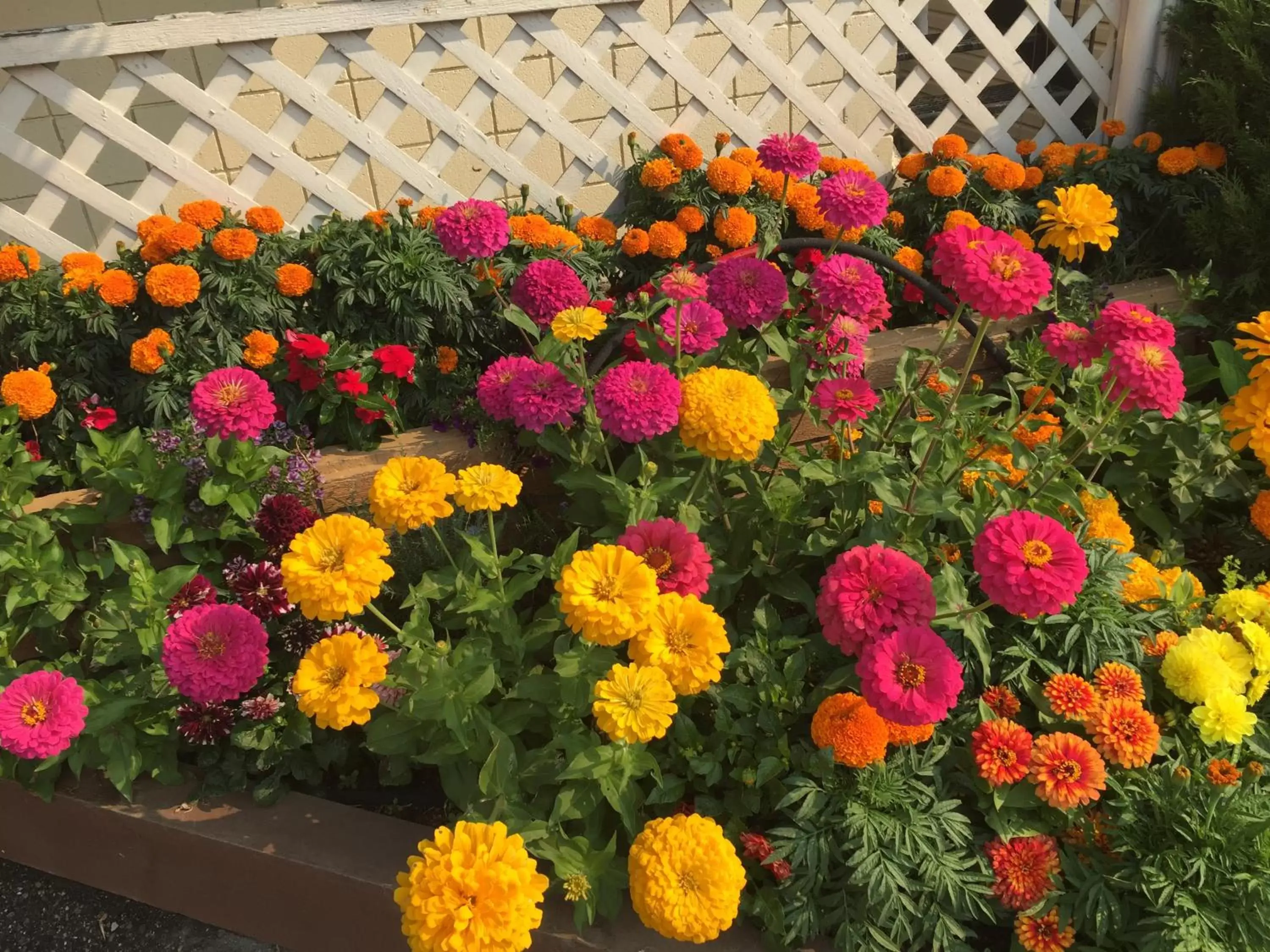 Garden in Sorrento Inn Motel