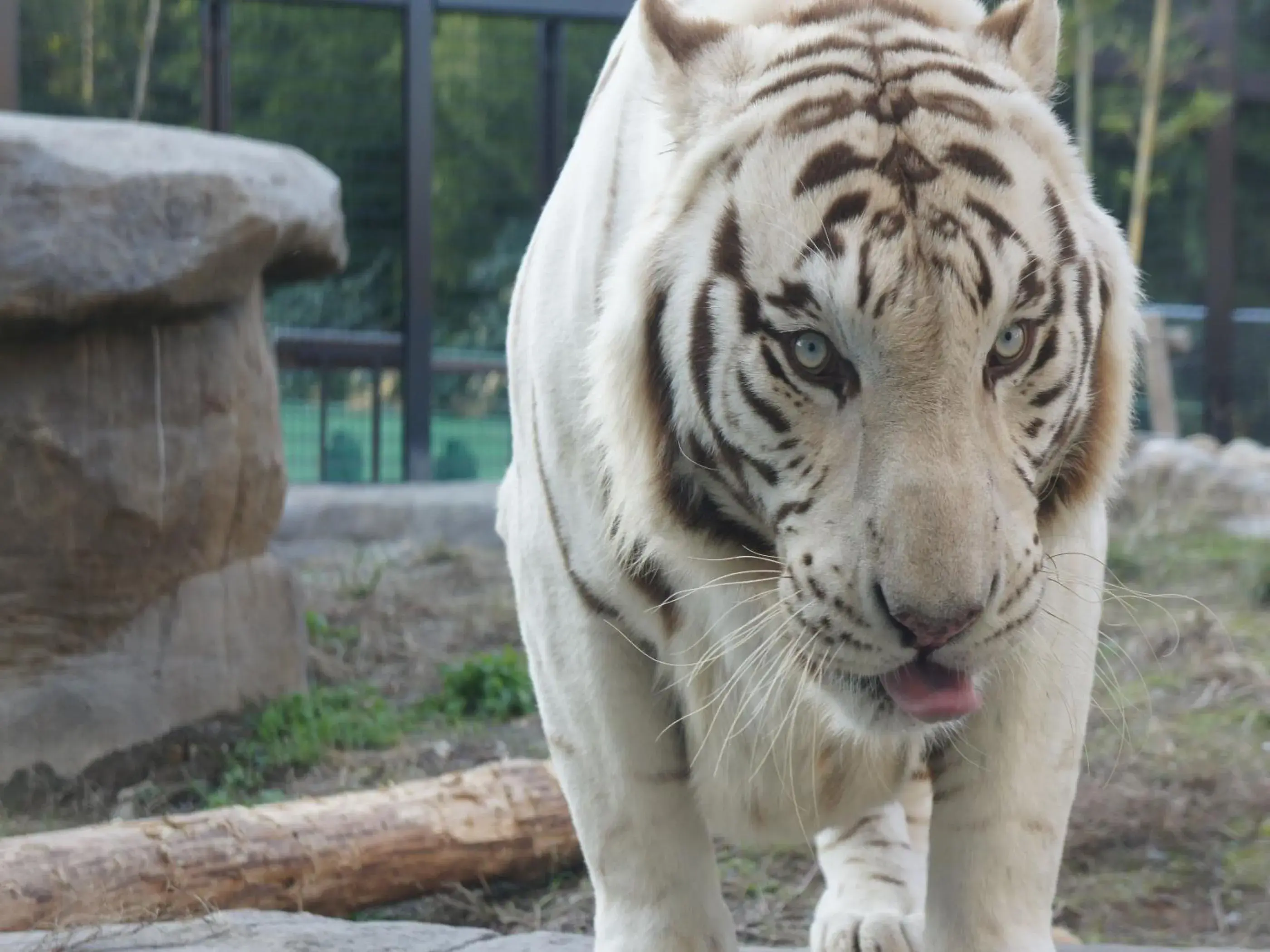 Nearby landmark, Other Animals in Art Hotel Kagoshima