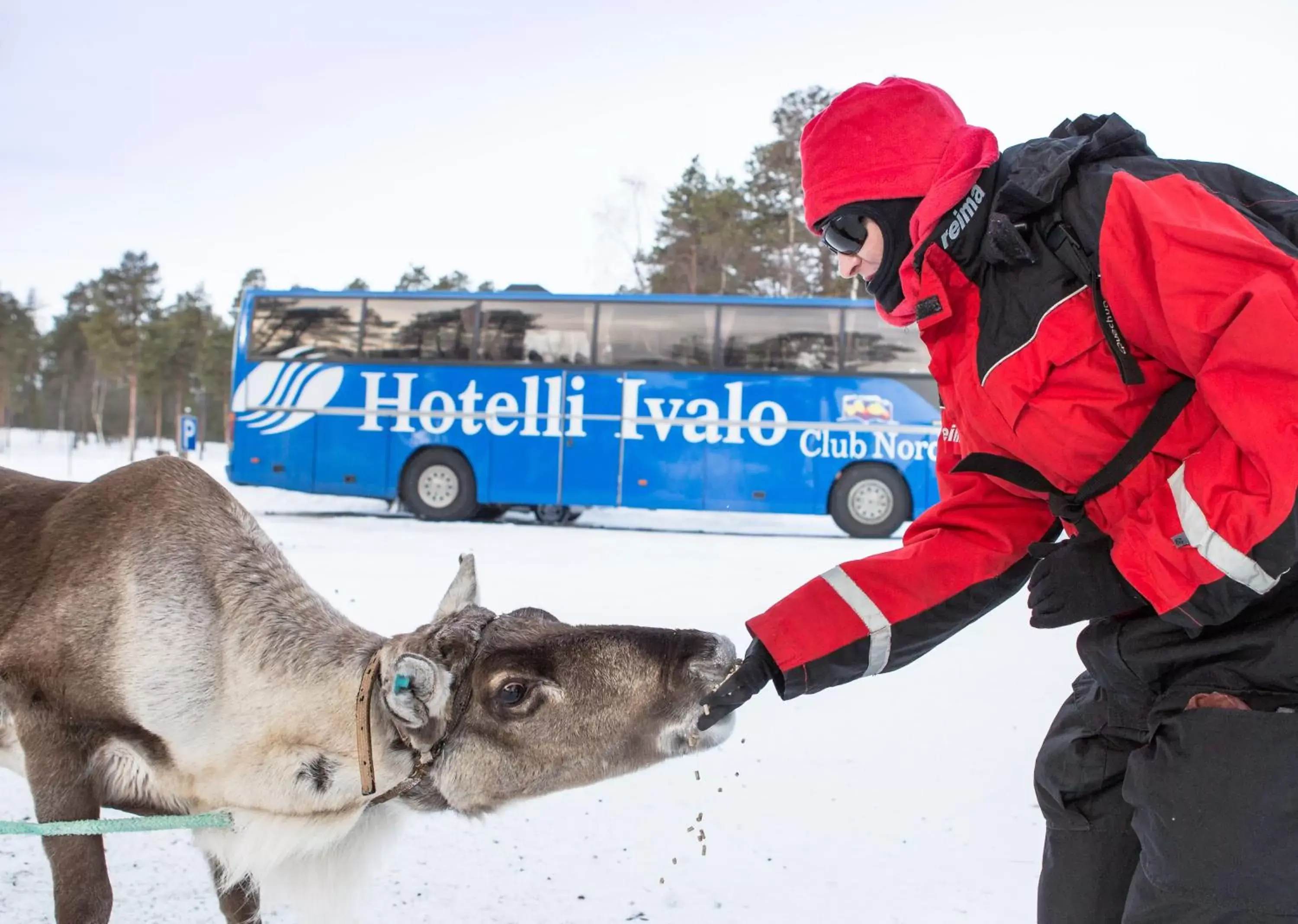 Animals, Winter in Hotel Ivalo