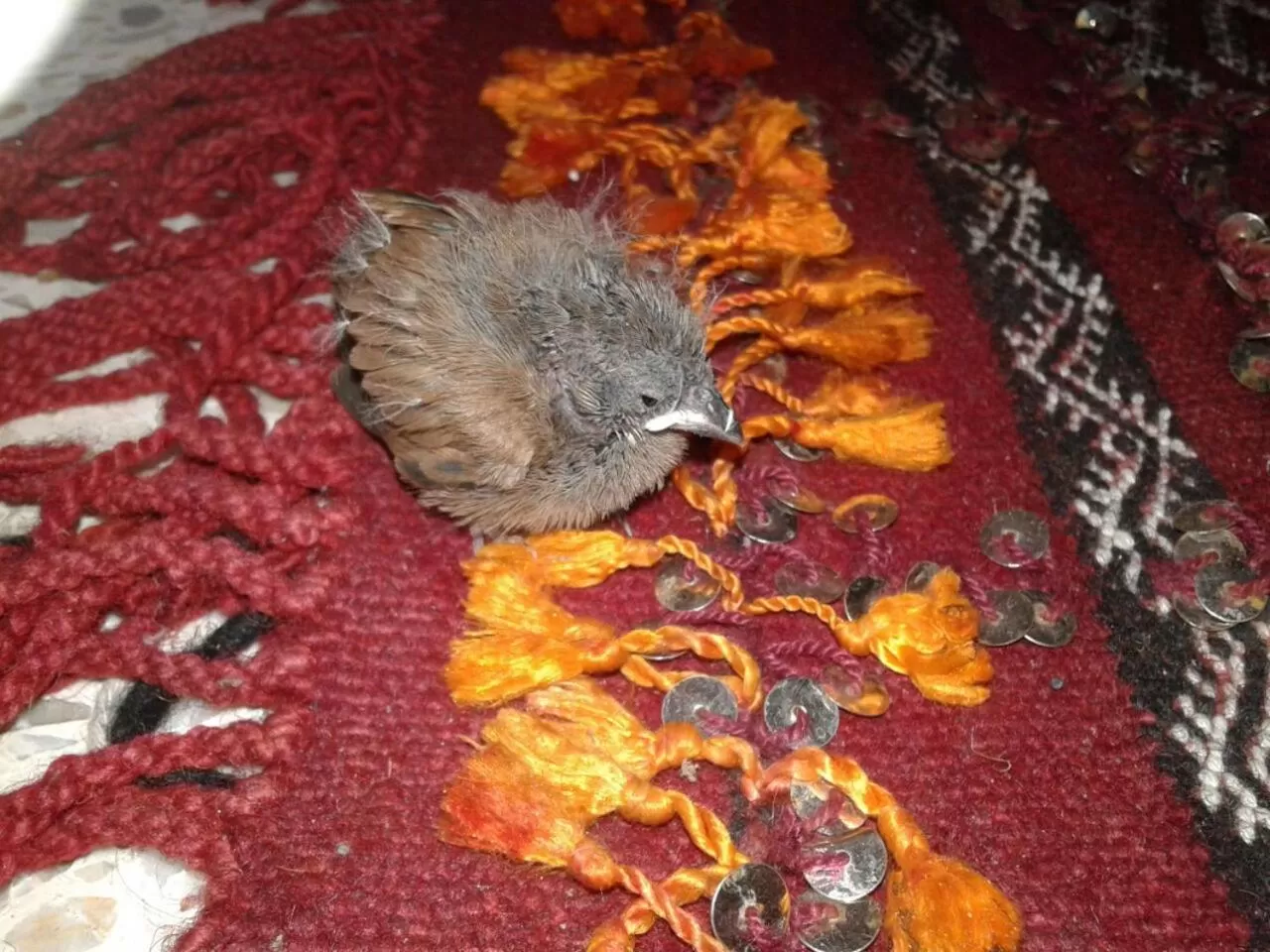 Other Animals in Riad Oum Ellkhir