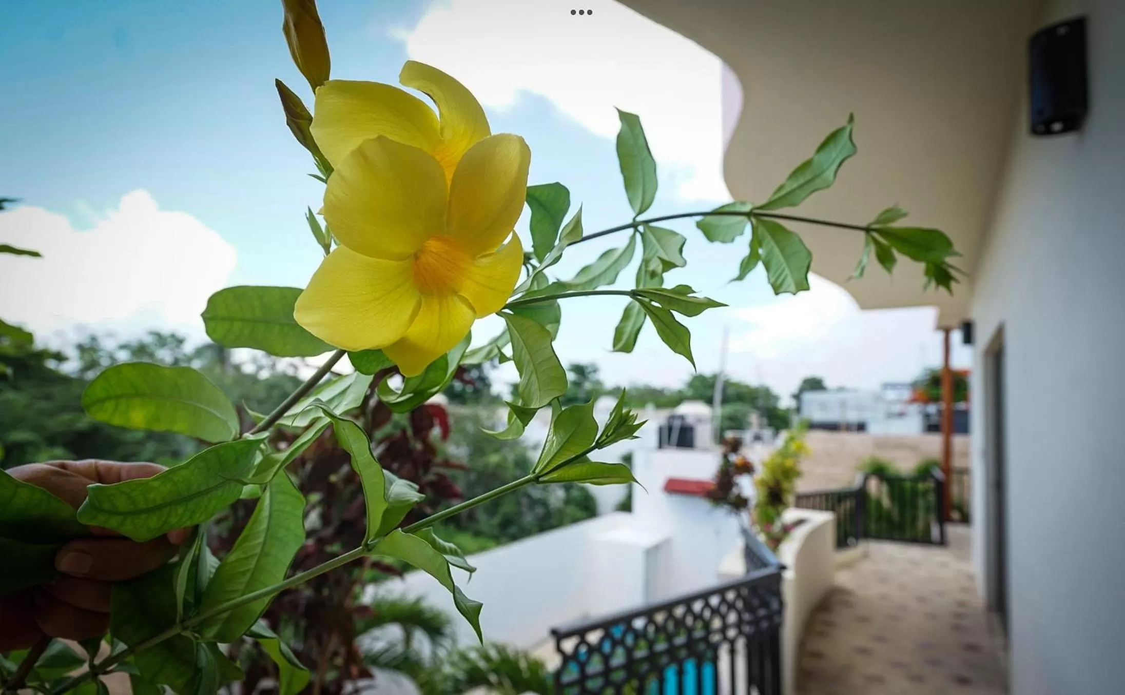 Decorative detail in hotel stella maris tulum