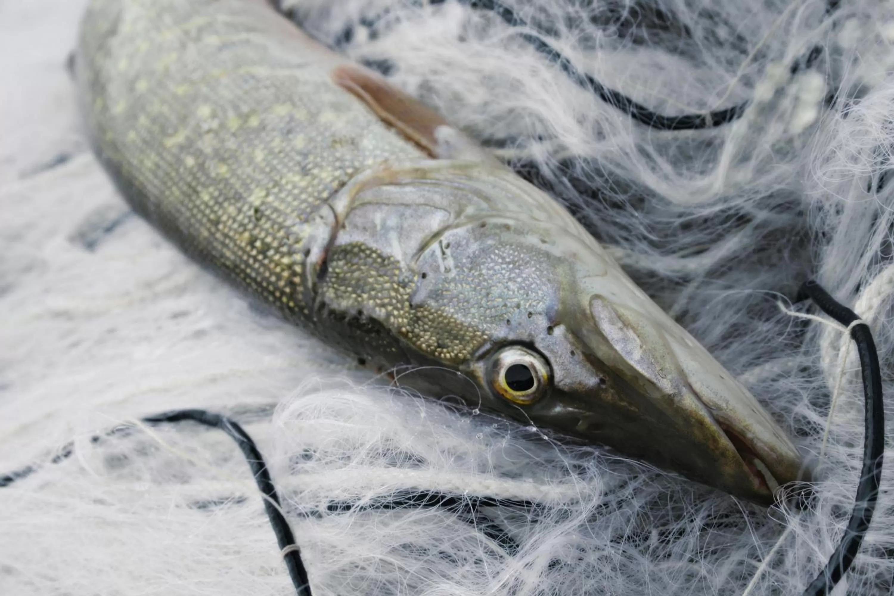 Food in Hotel & Restaurant Rössli