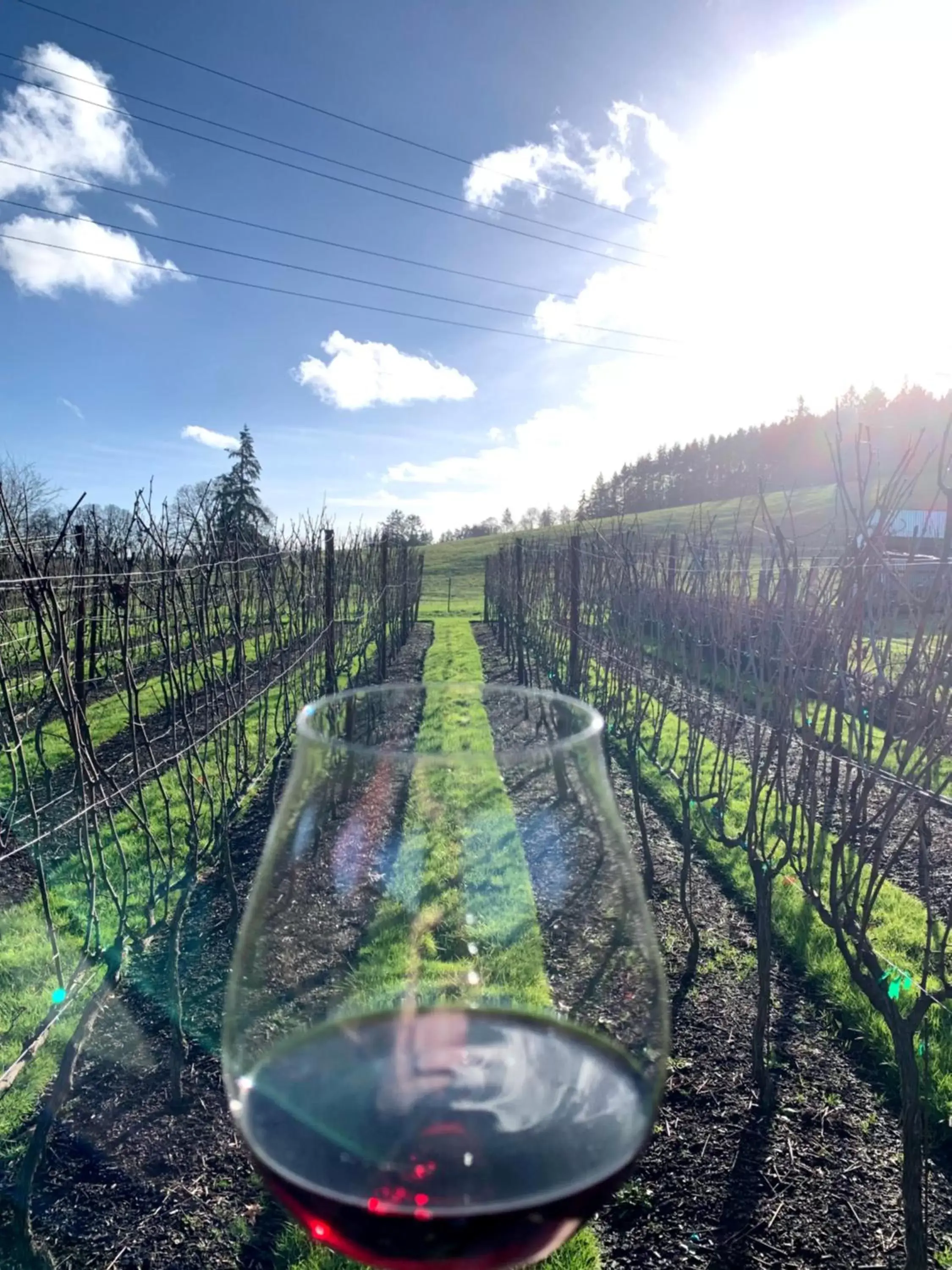 Garden view in The Setting Inn Willamette Valley