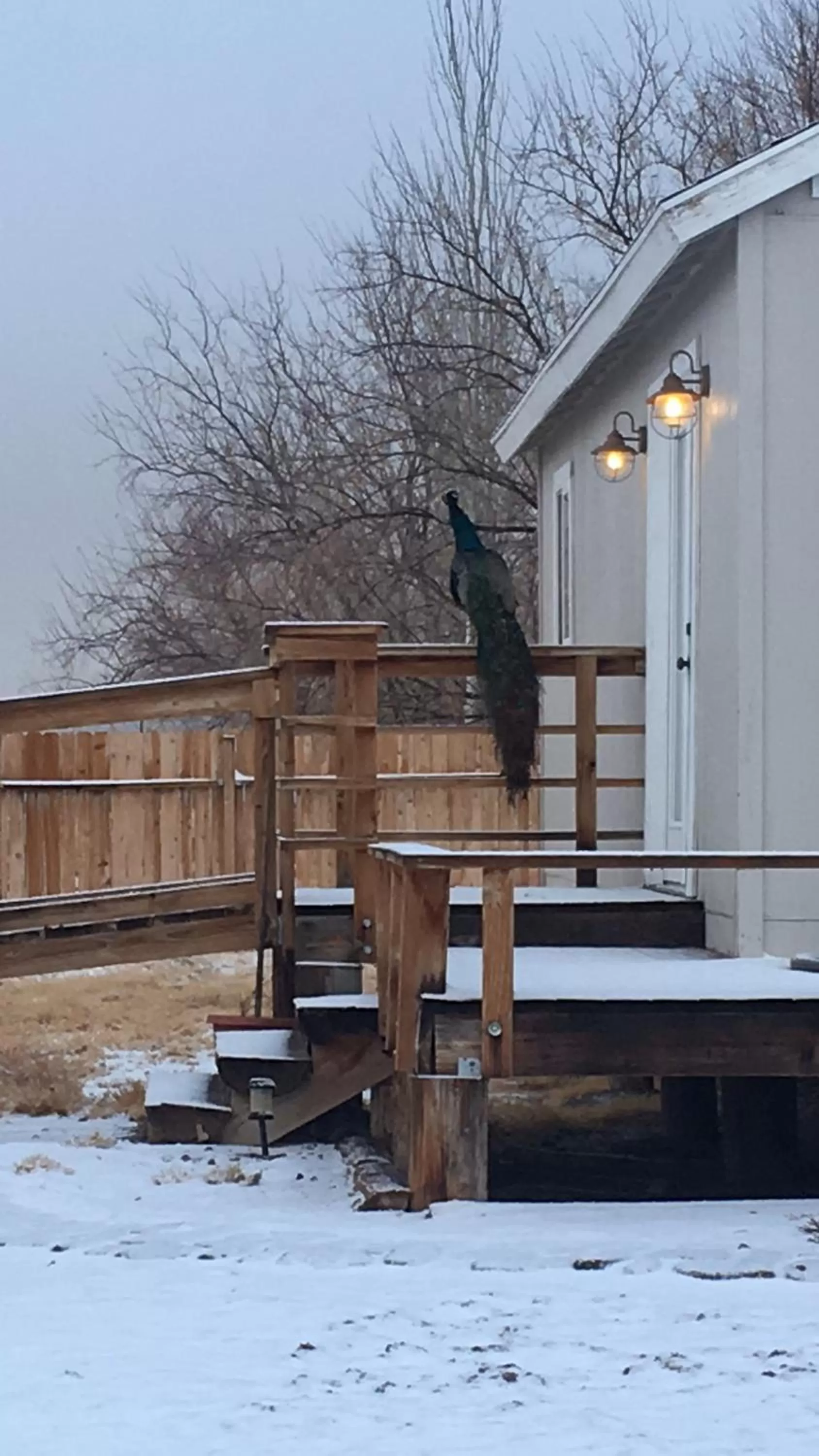 Balcony/Terrace in Shady Lady Bed and Breakfast