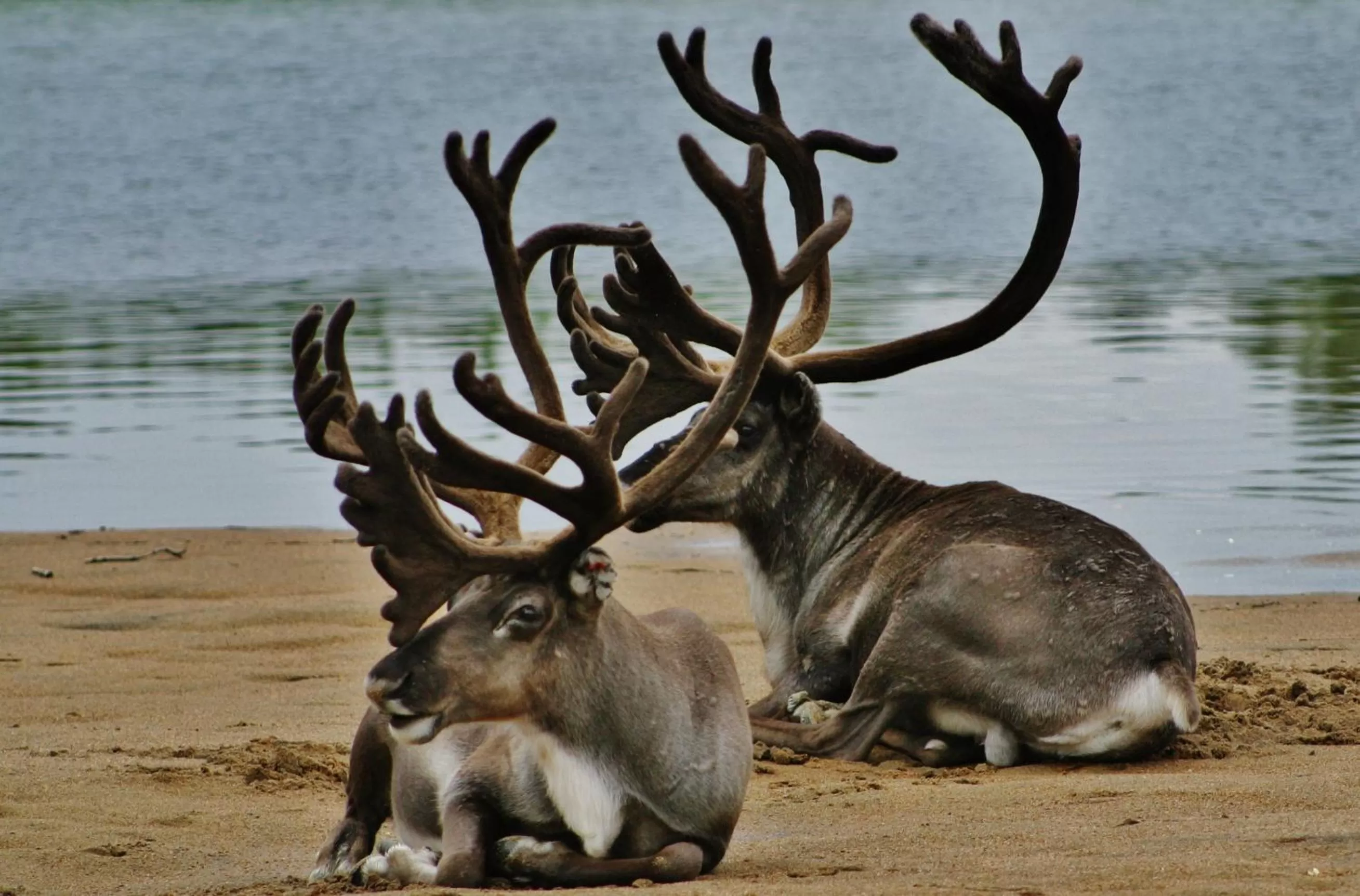 Animals in Hotel Ivalo