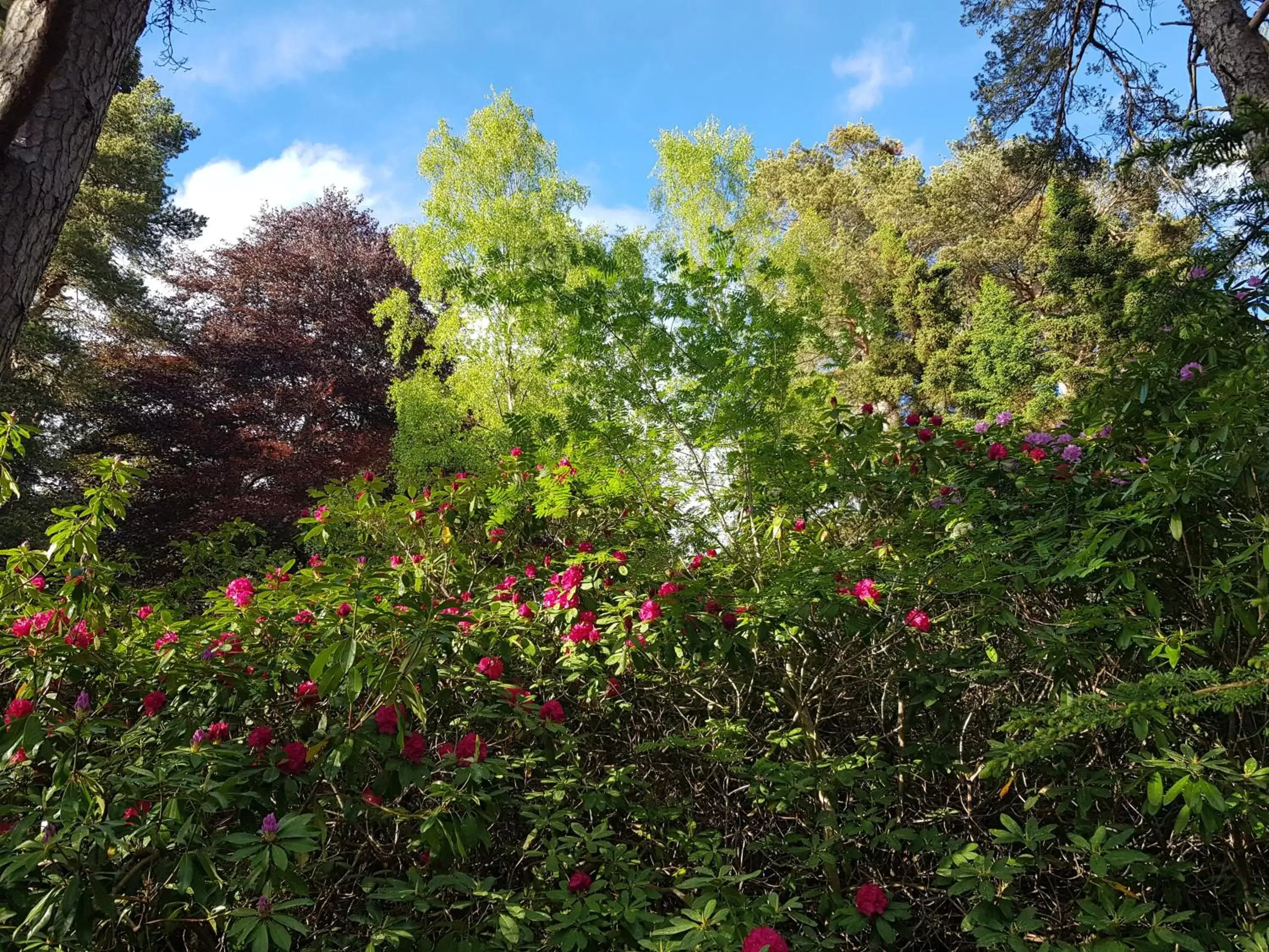 Garden in Cambus O' May Hotel