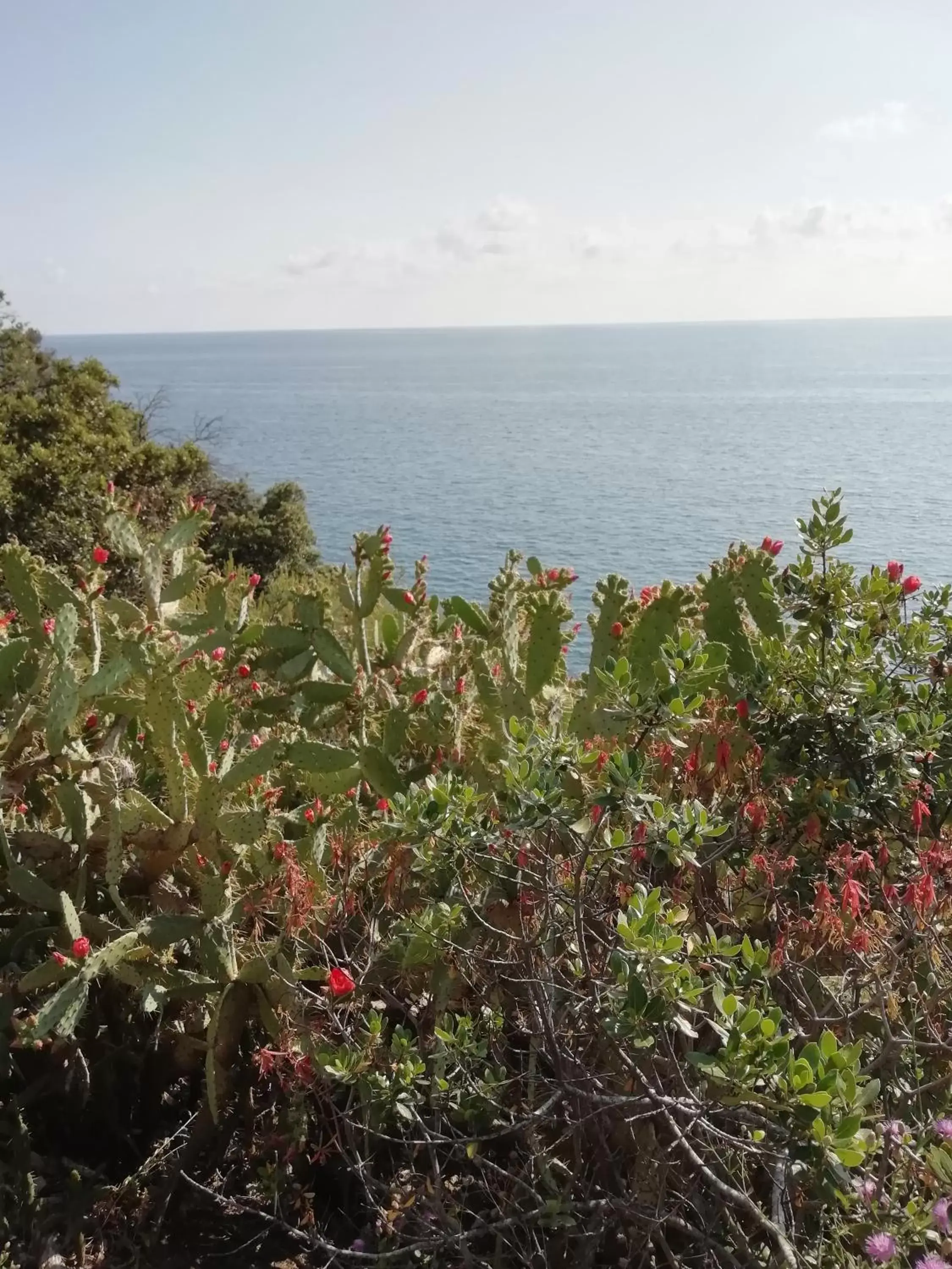 Garden view, Sea View in Grand Hotel Dei Castelli