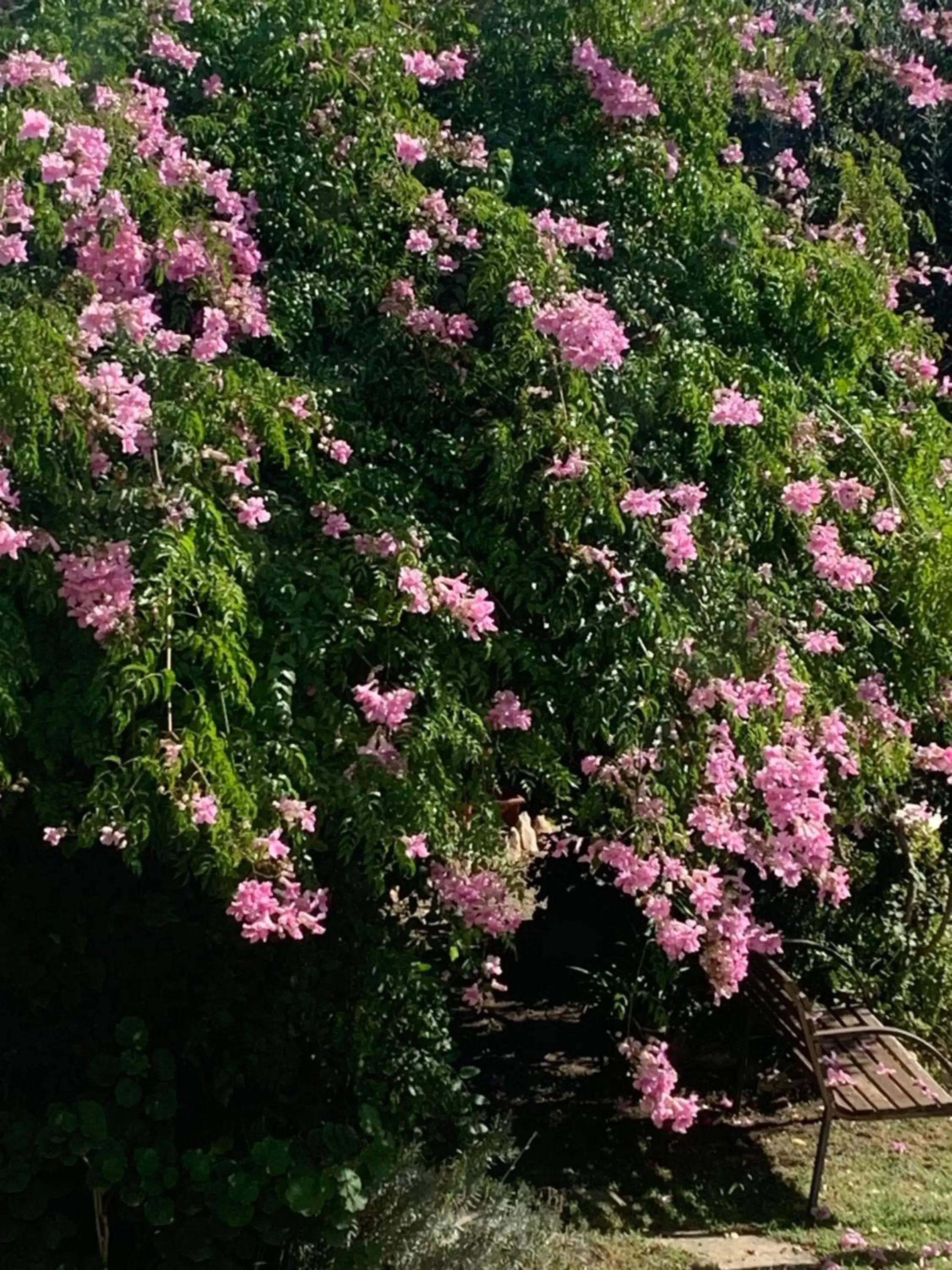 Garden in Hotel Cosmos Tarragona