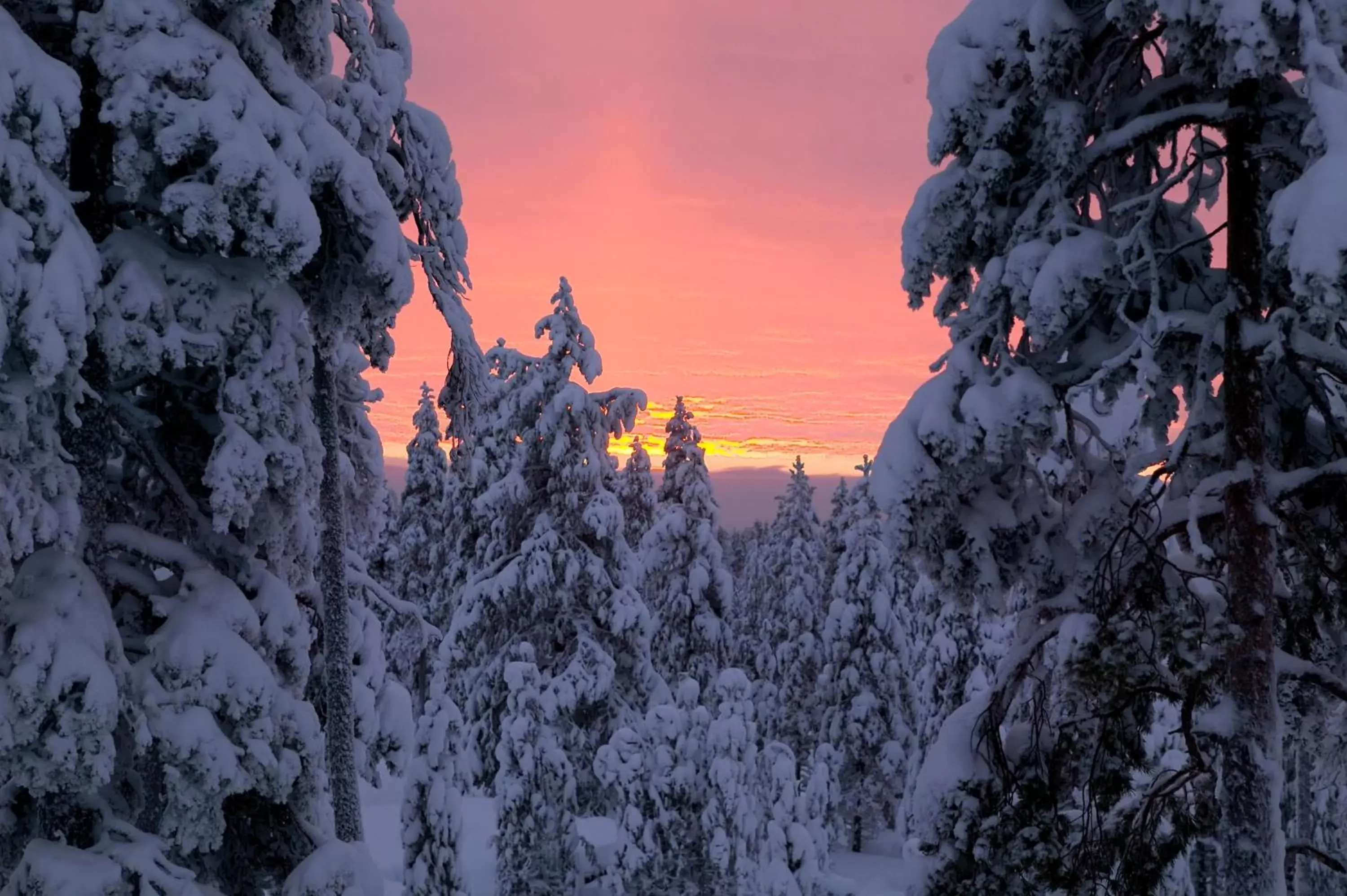 Natural landscape in Arctic TreeHouse Hotel