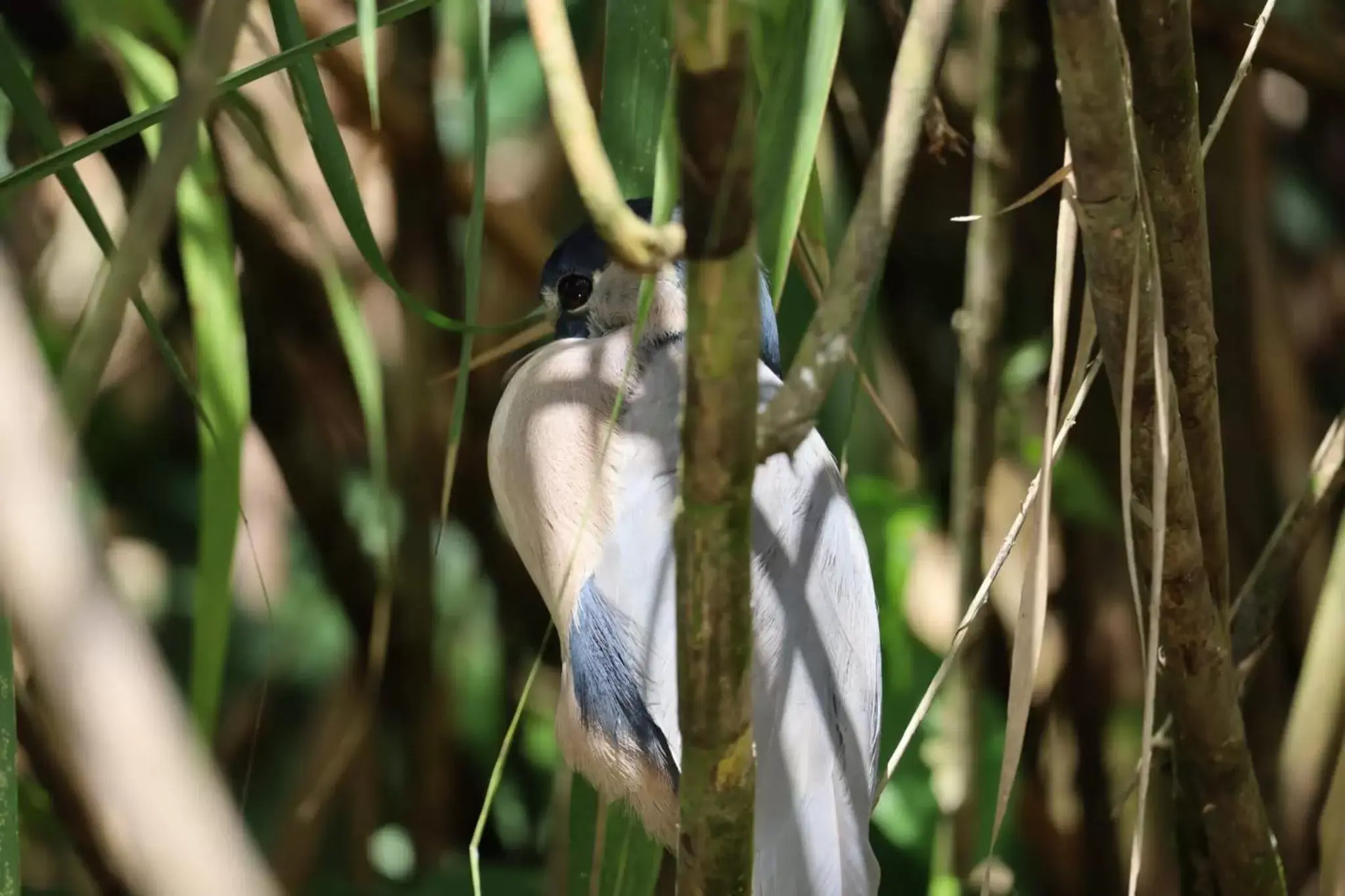 Other Animals in Iguanitas Lodge