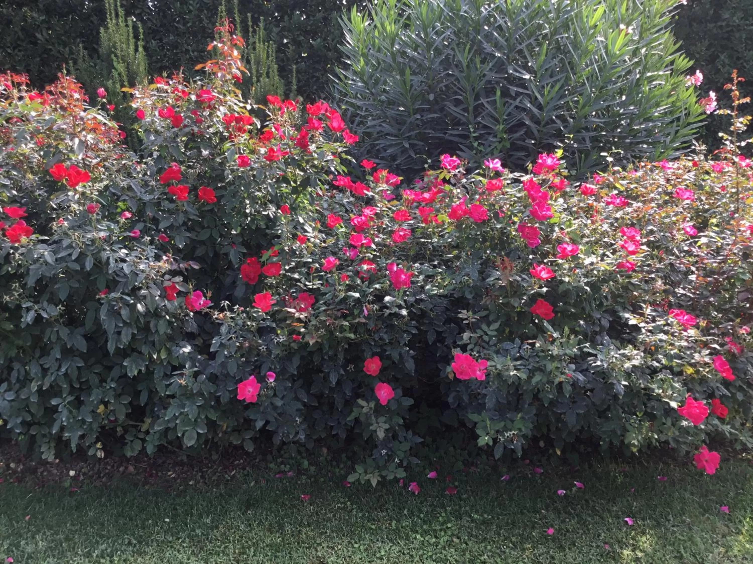 Garden in La Pergola B&B