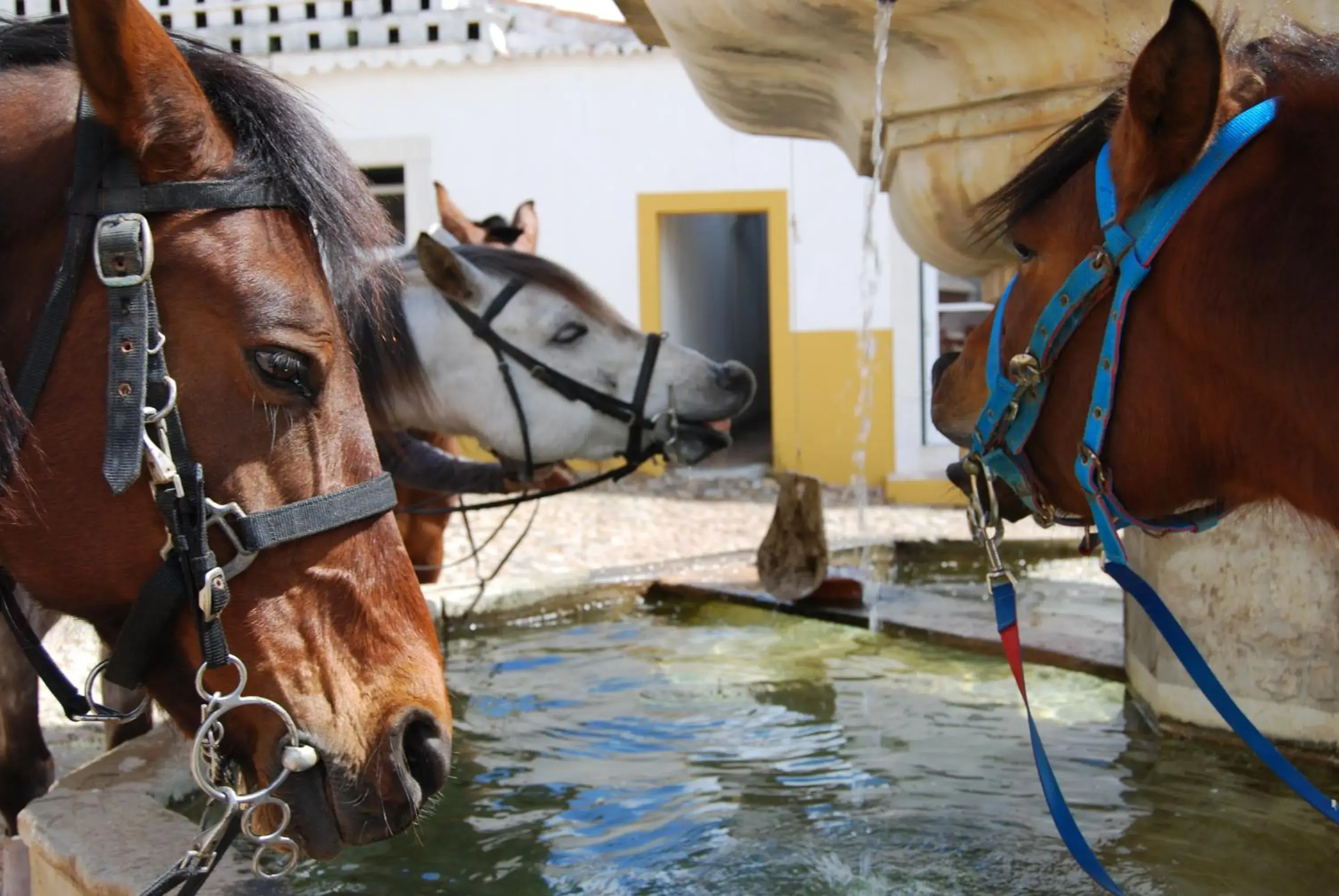 Horse-riding, Other Animals in Hotel Rural Quinta de Santo Antonio