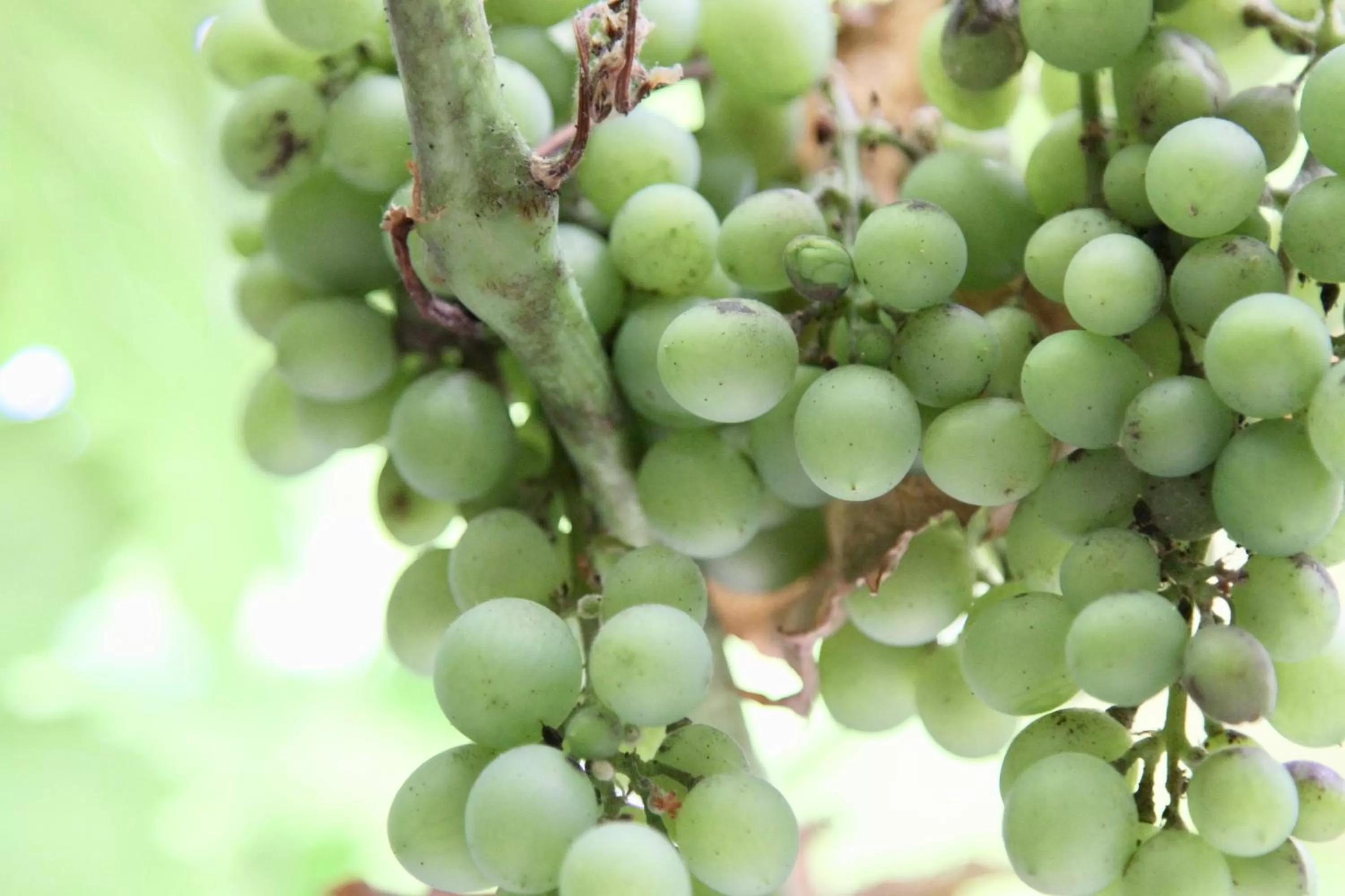 Facade/entrance in Chequers Inn