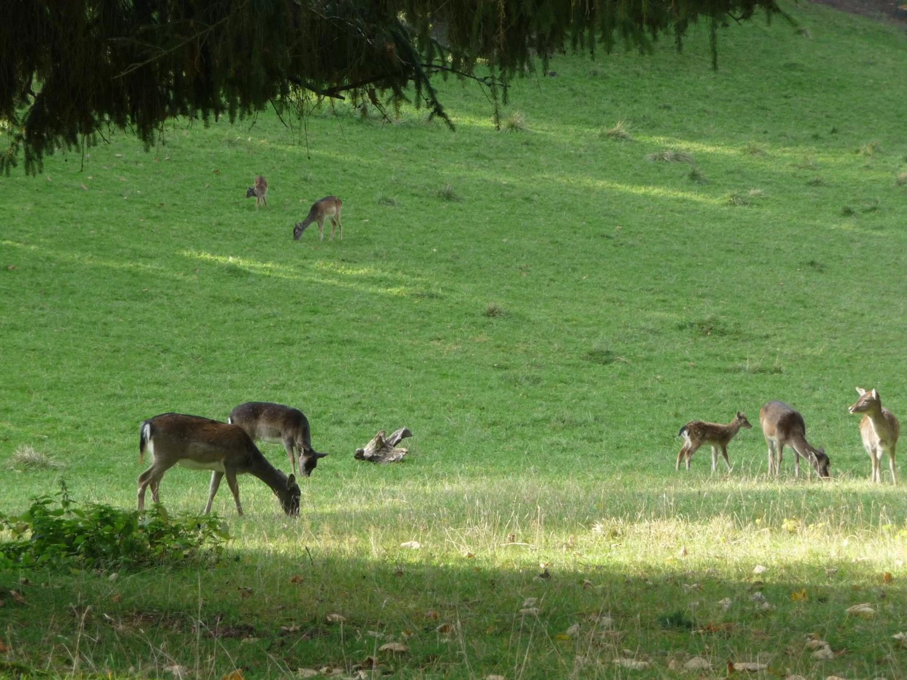 Bird's eye view in Zum Roten Hirsch im Grünen Wald